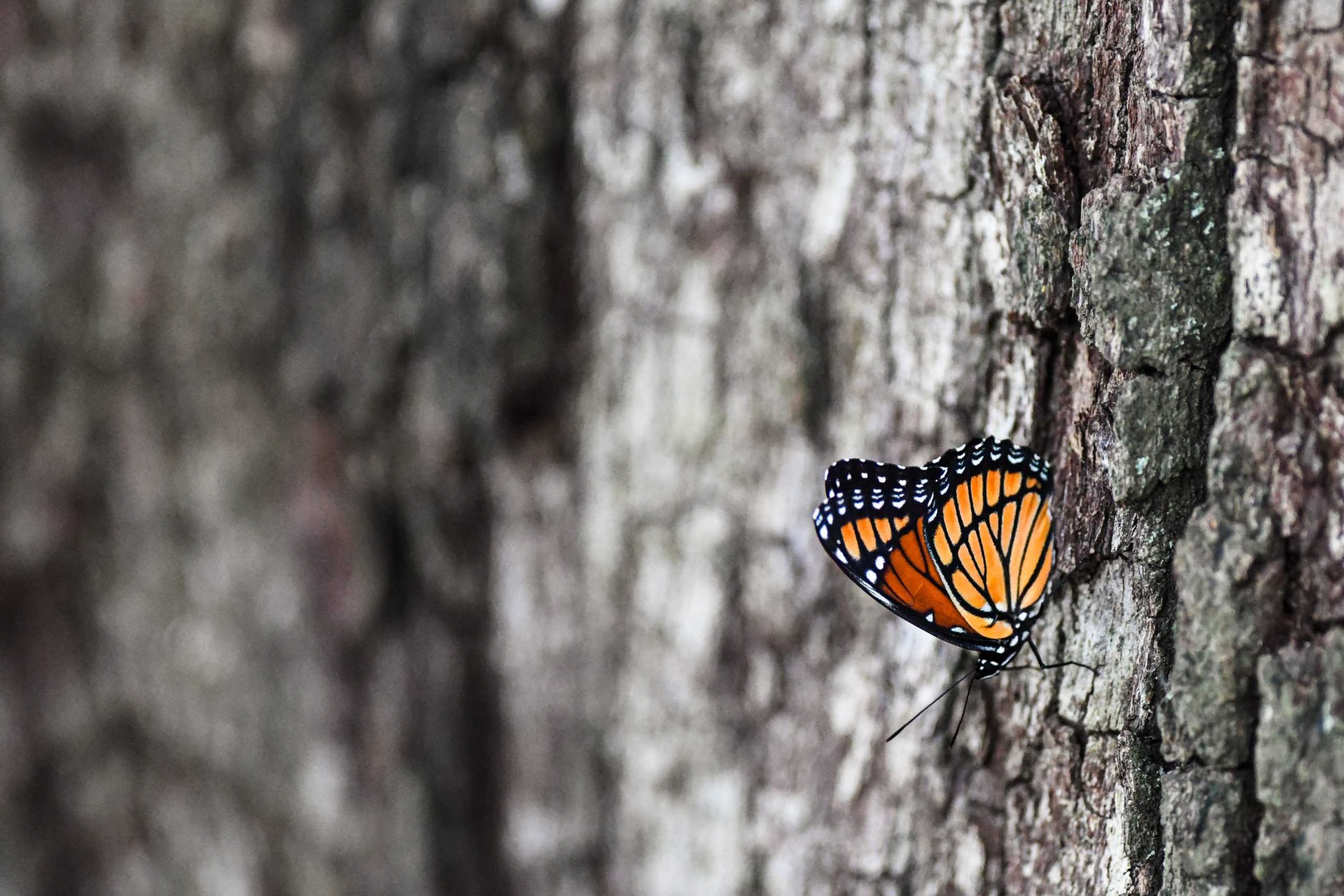 PHOTOS: LSU campus critters