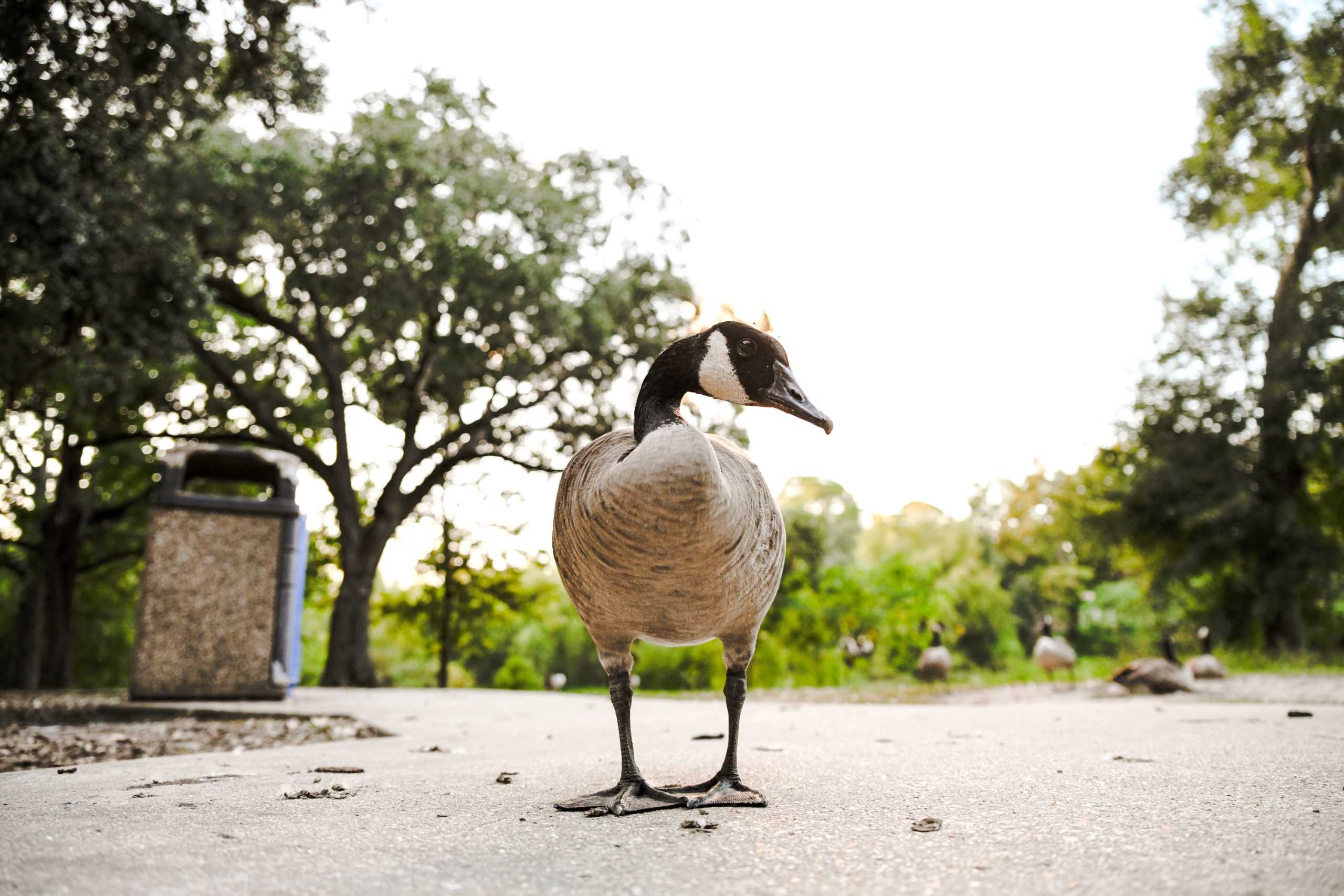 PHOTOS: LSU campus critters