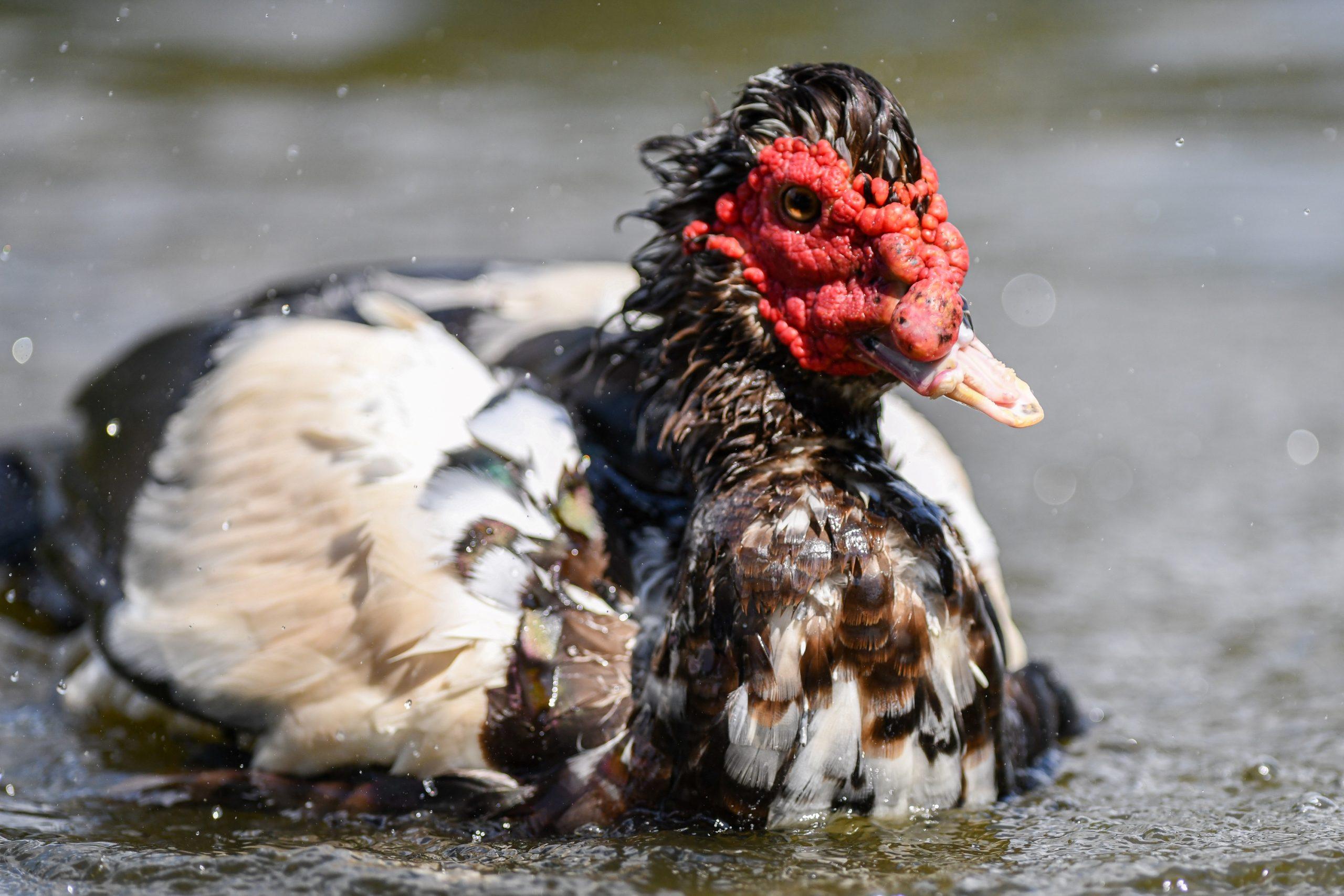 PHOTOS: LSU campus critters