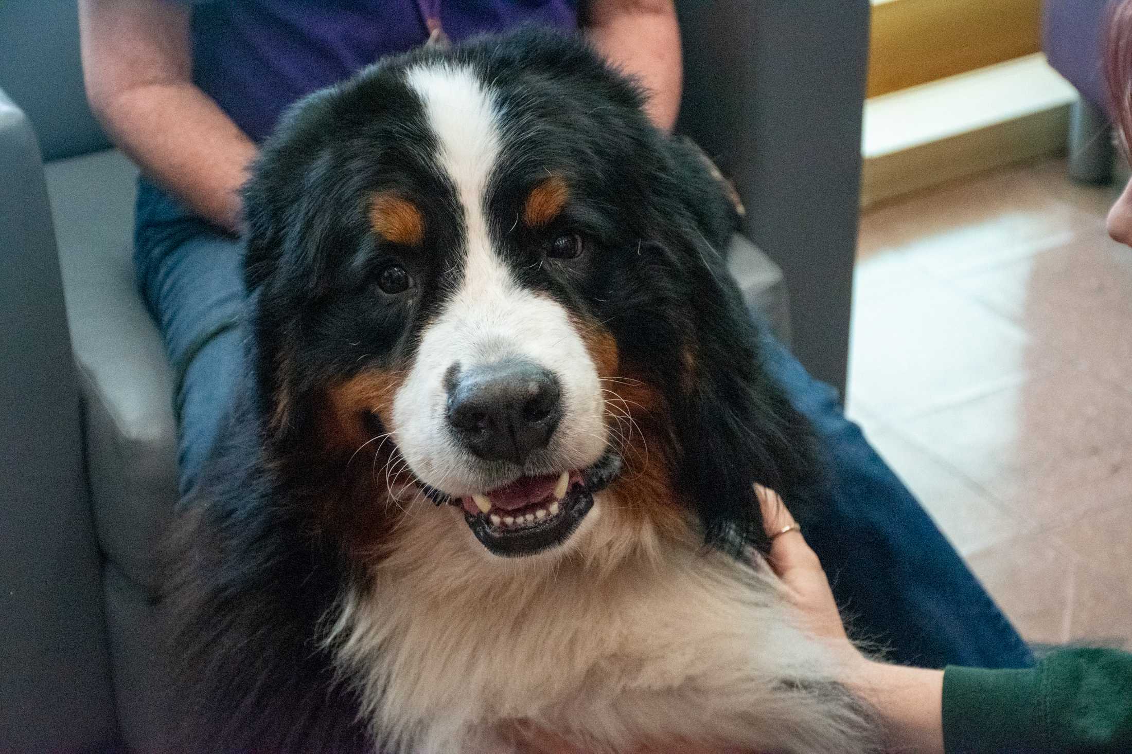 'It's a de-stress day': Therapy dogs visit LSU Library during midterms week