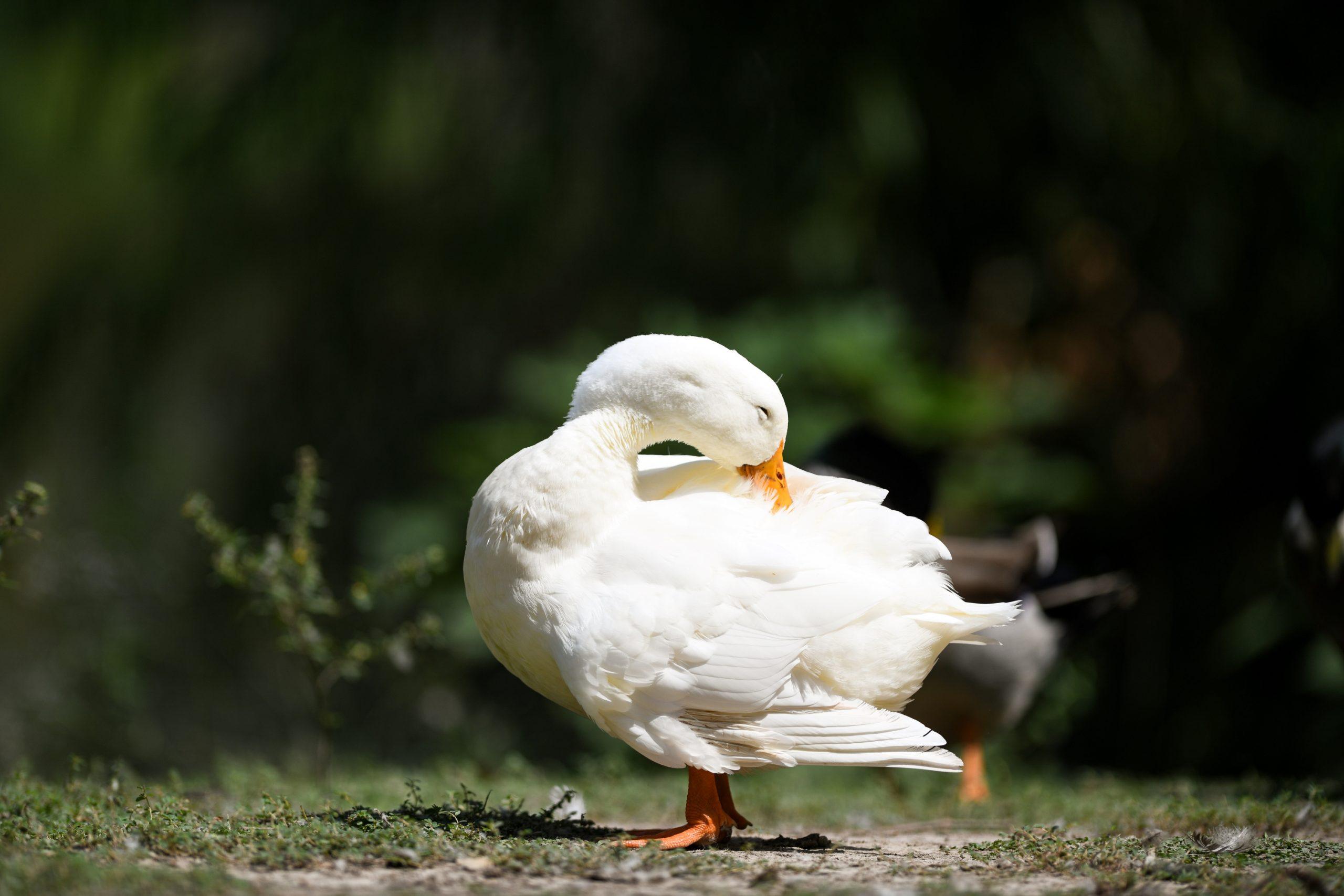 PHOTOS: LSU campus critters