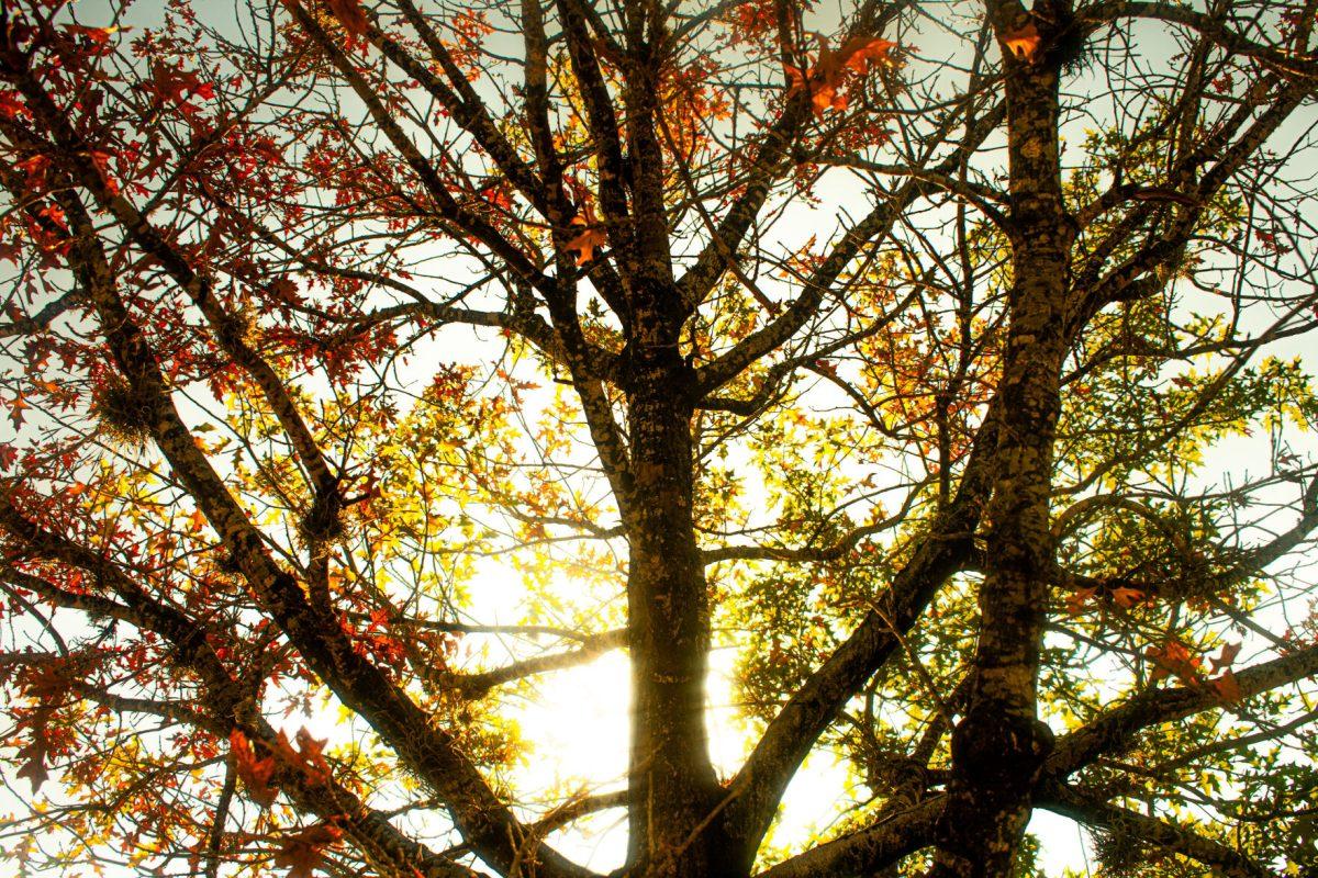 The leaves show the seasons changing on a tree outside North Hall on LSU's campus in Baton Rouge, La, on Nov. 18, 2024.