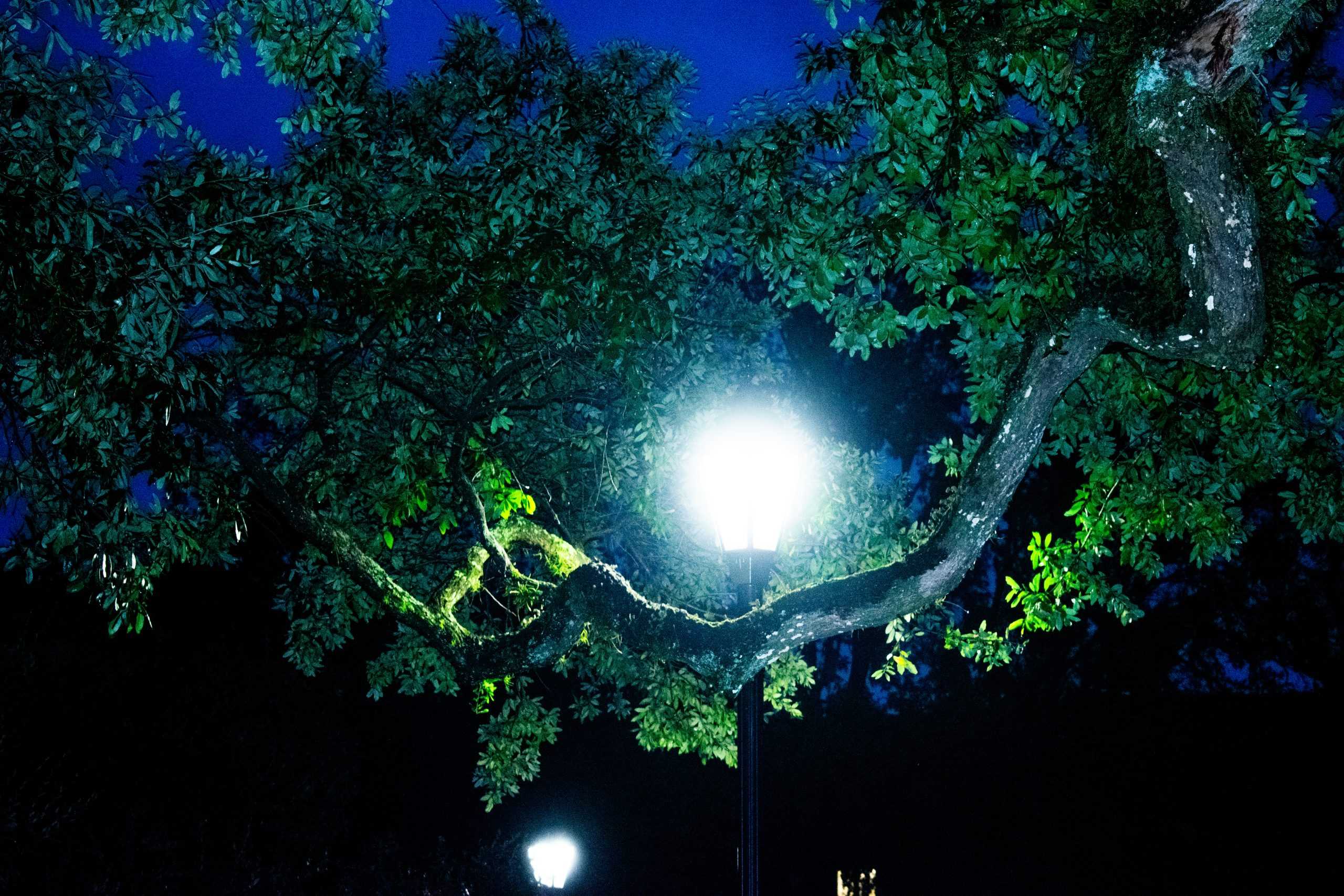 PHOTOS: Fall foliage on LSU campus