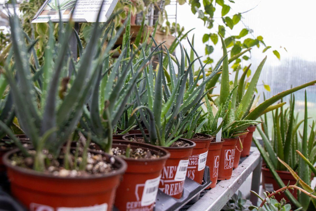 A shelf of aloe vera sits Wednesday, Nov. 27, 2024, at Louisiana Nursery in Baton Rouge, La.