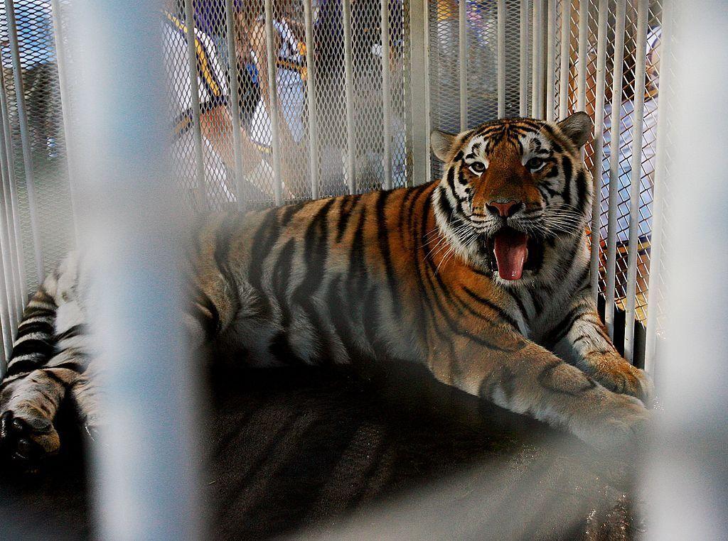 LSU mascot Mike VI, a Bengal/Siberian mixed tiger, is displayed on the field before the Florida Gators take on the LSU Tigers at Tiger Stadium on Oct. 6, 2007, in Baton Rouge.&#160;