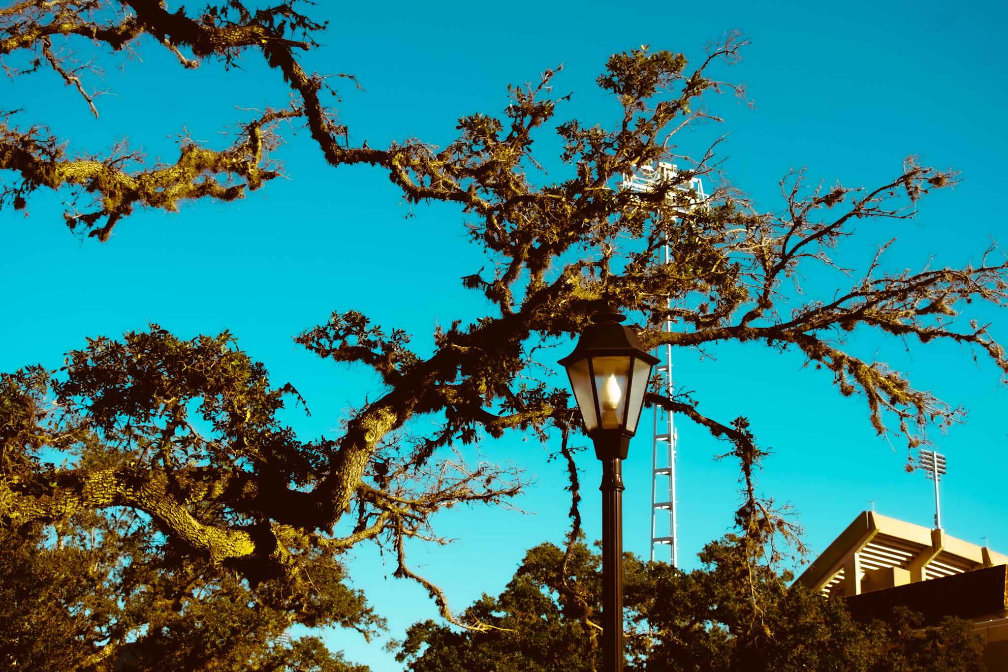 PHOTOS: Fall foliage on LSU campus