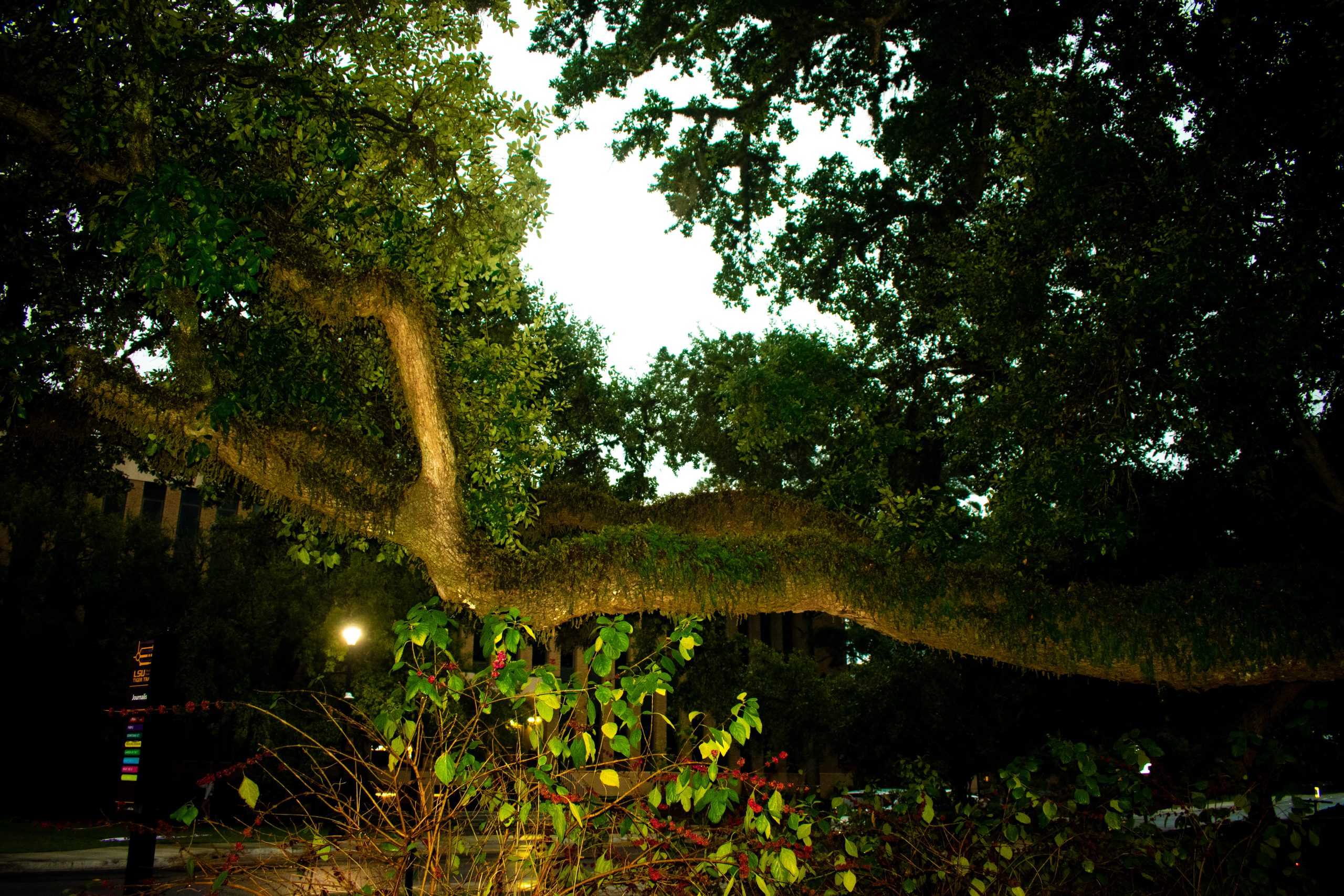 PHOTOS: Fall foliage on LSU campus