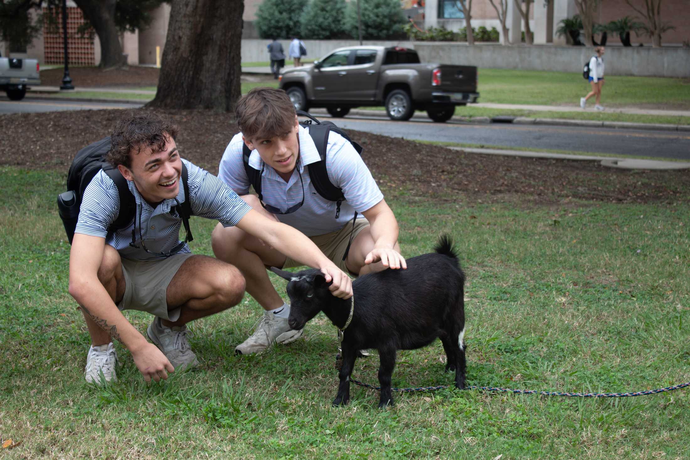 PHOTOS: Goats and Votes