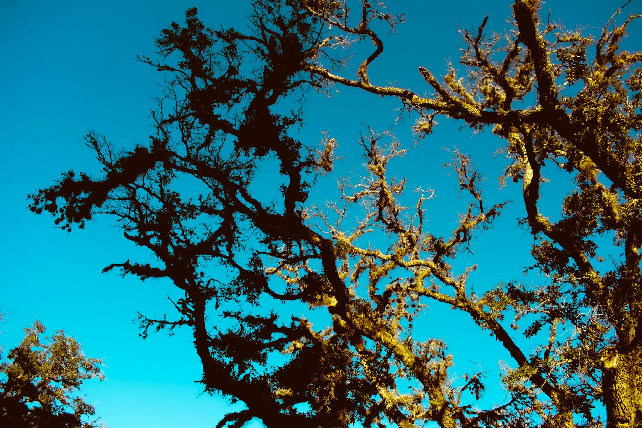 PHOTOS: Fall foliage on LSU campus