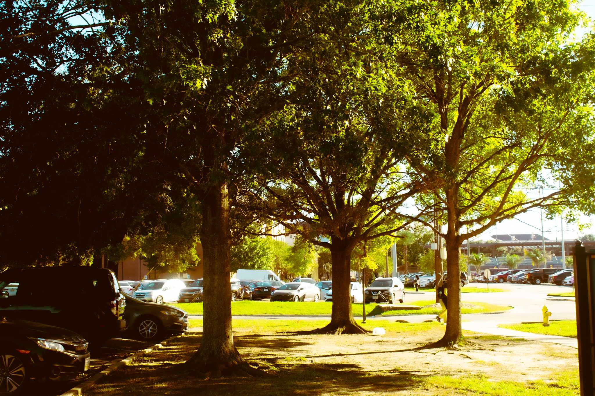 PHOTOS: Fall foliage on LSU campus