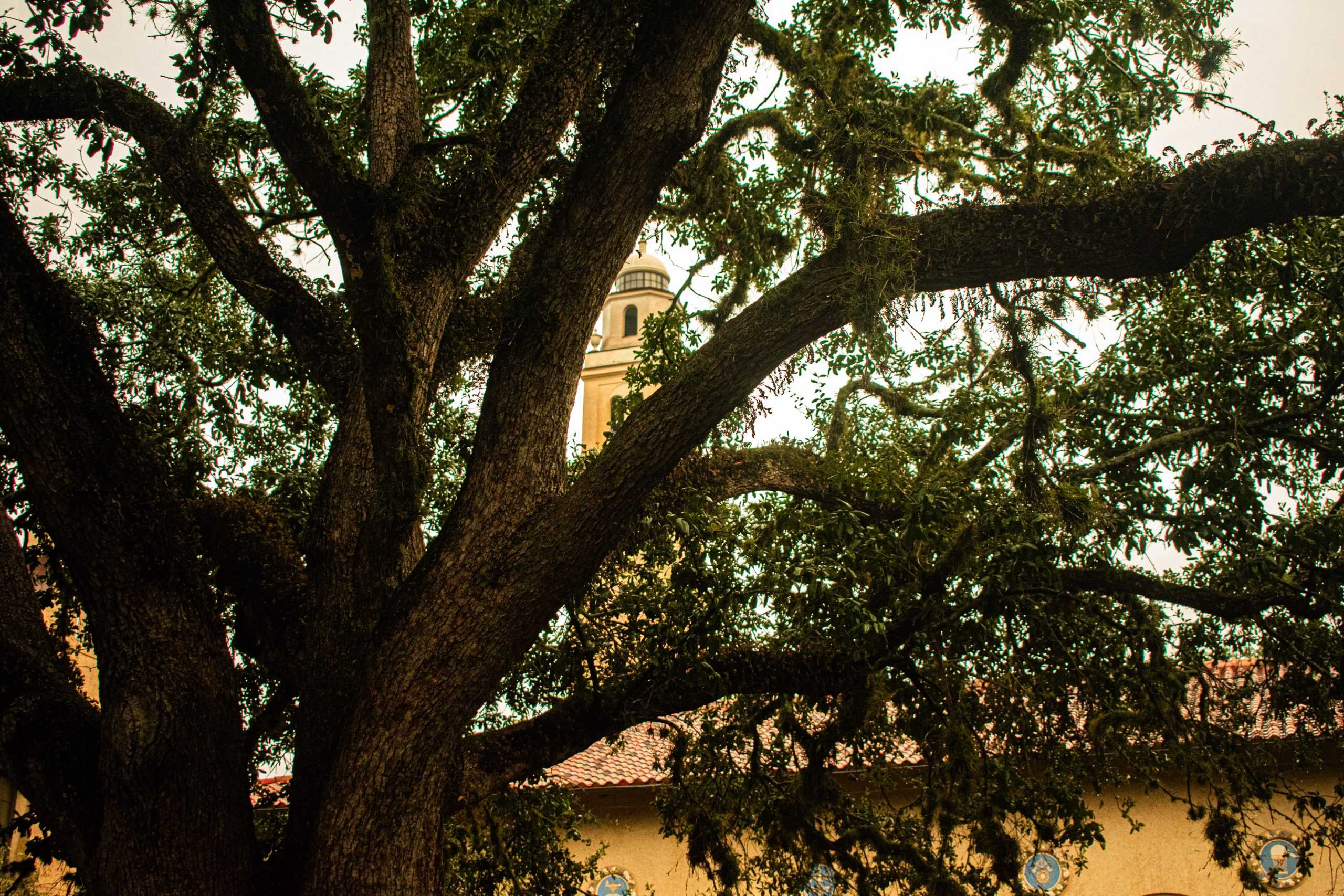 PHOTOS: Fall foliage on LSU campus