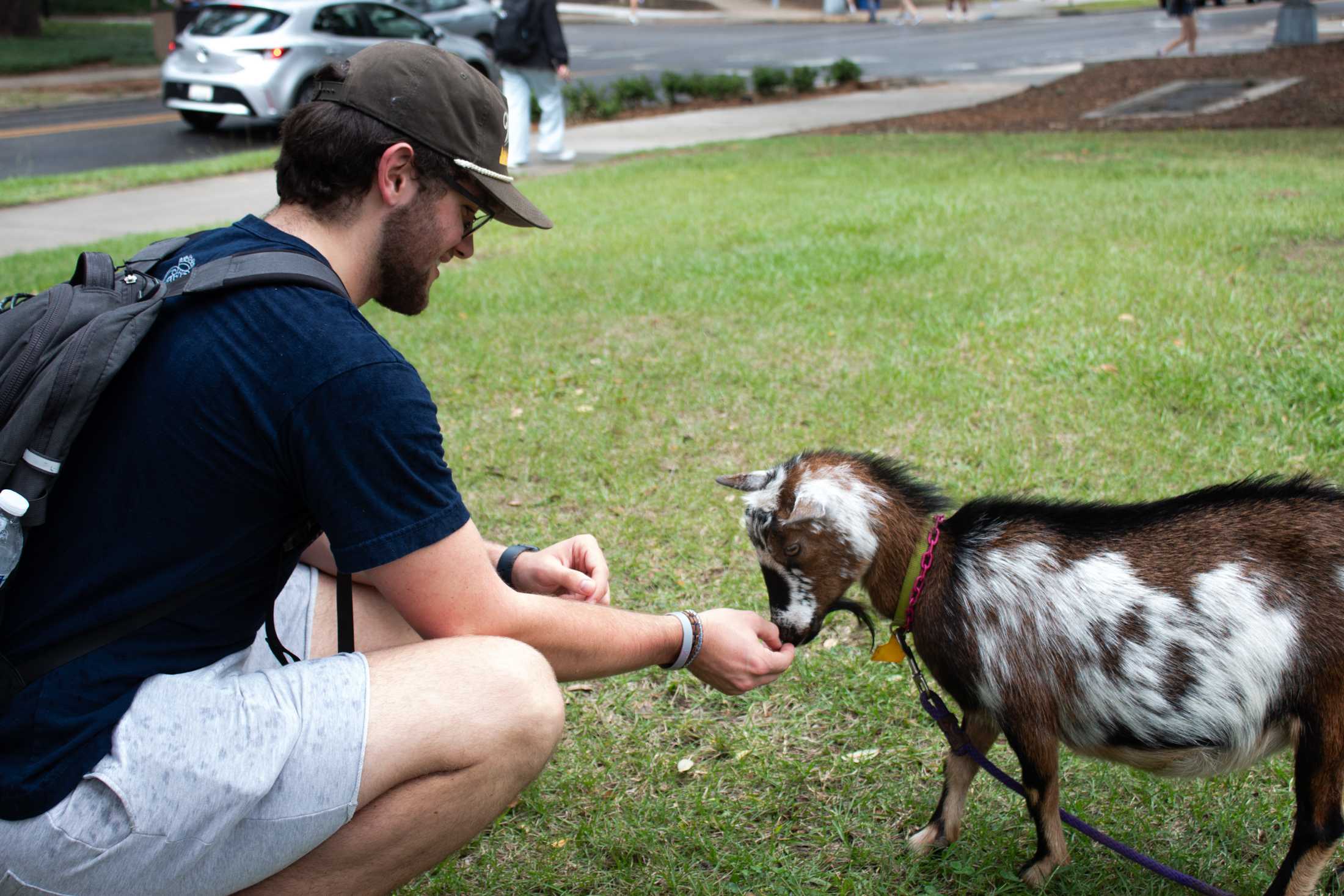 PHOTOS: Goats and Votes