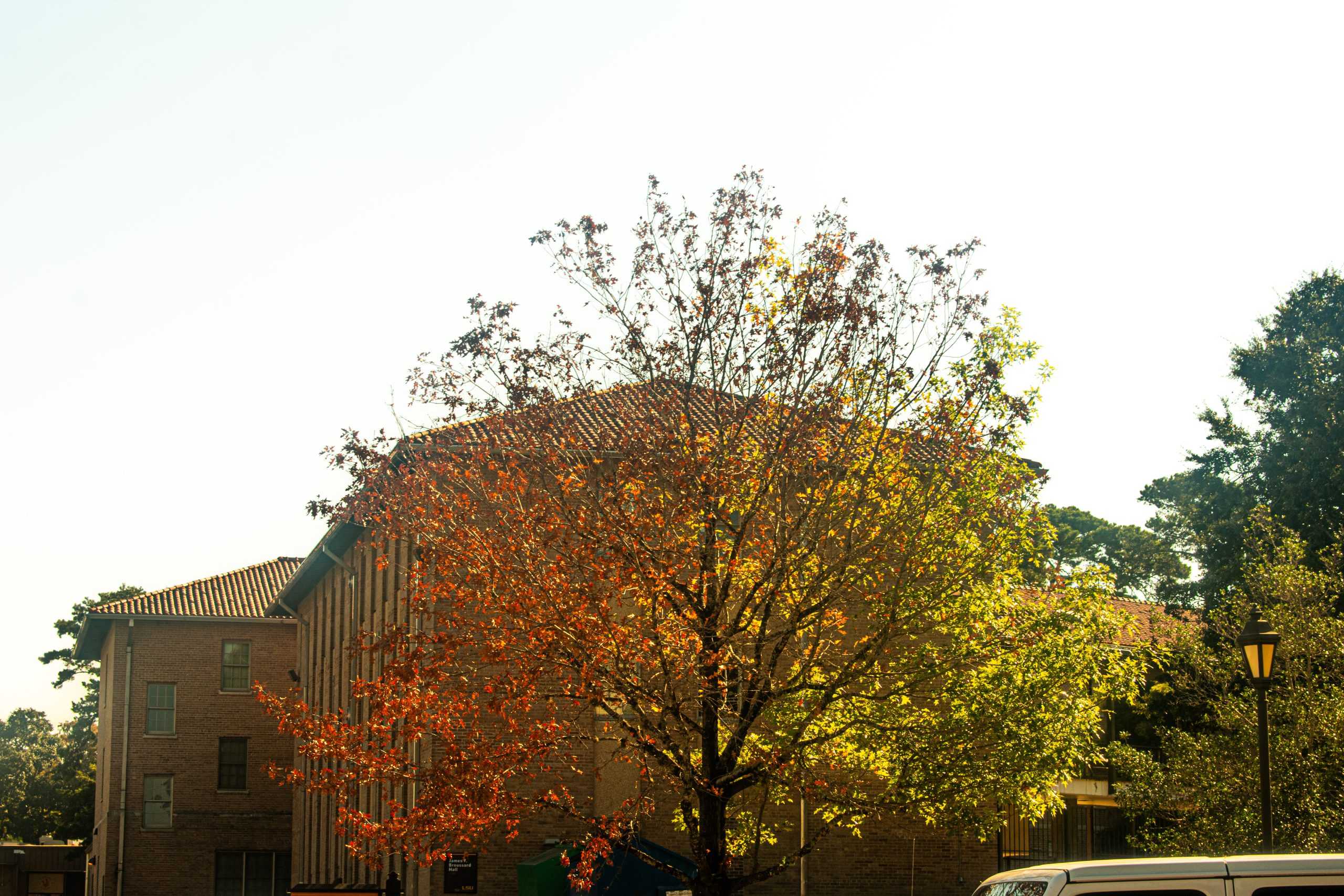 PHOTOS: Fall foliage on LSU campus