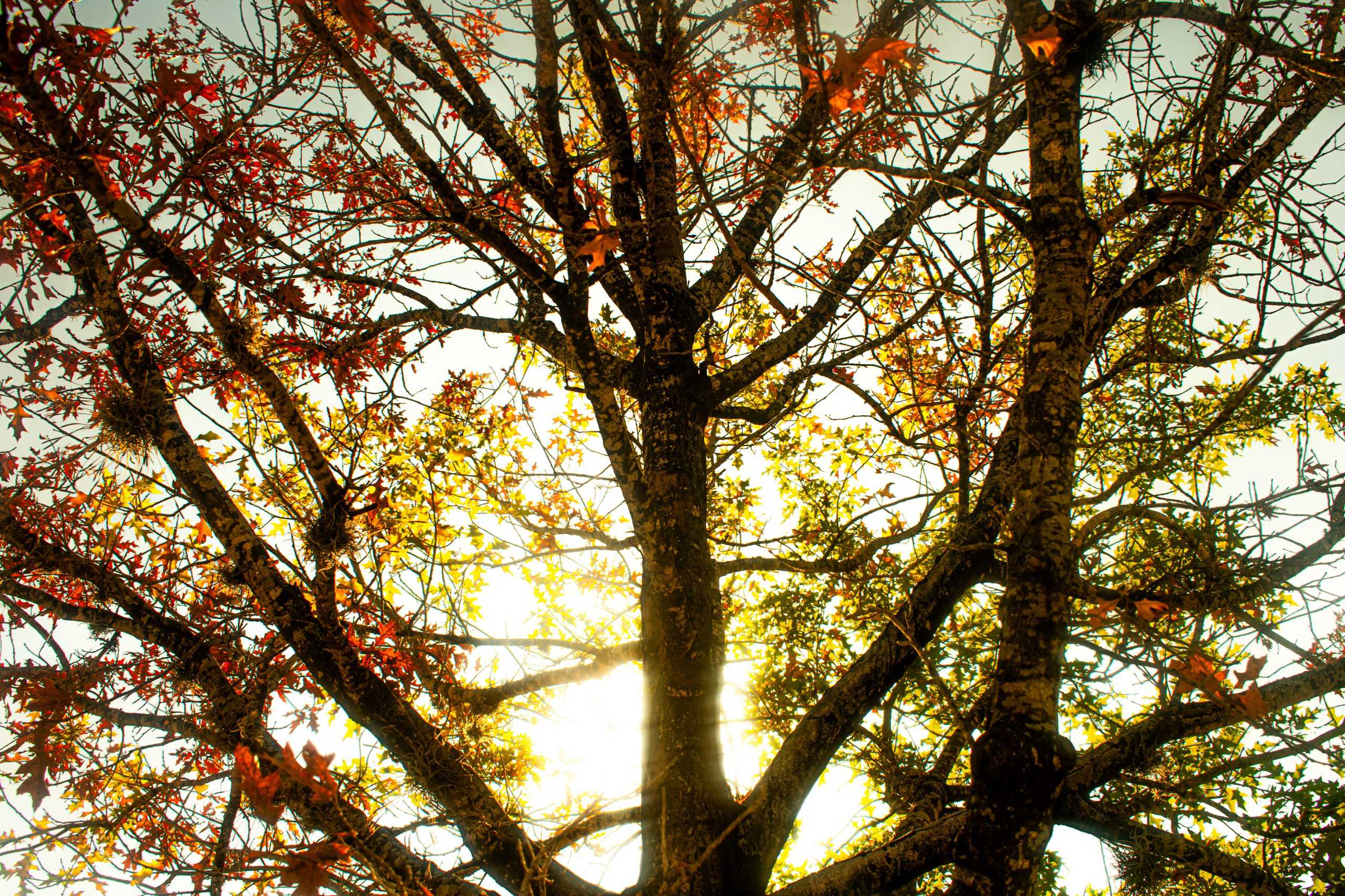 PHOTOS: Fall foliage on LSU campus