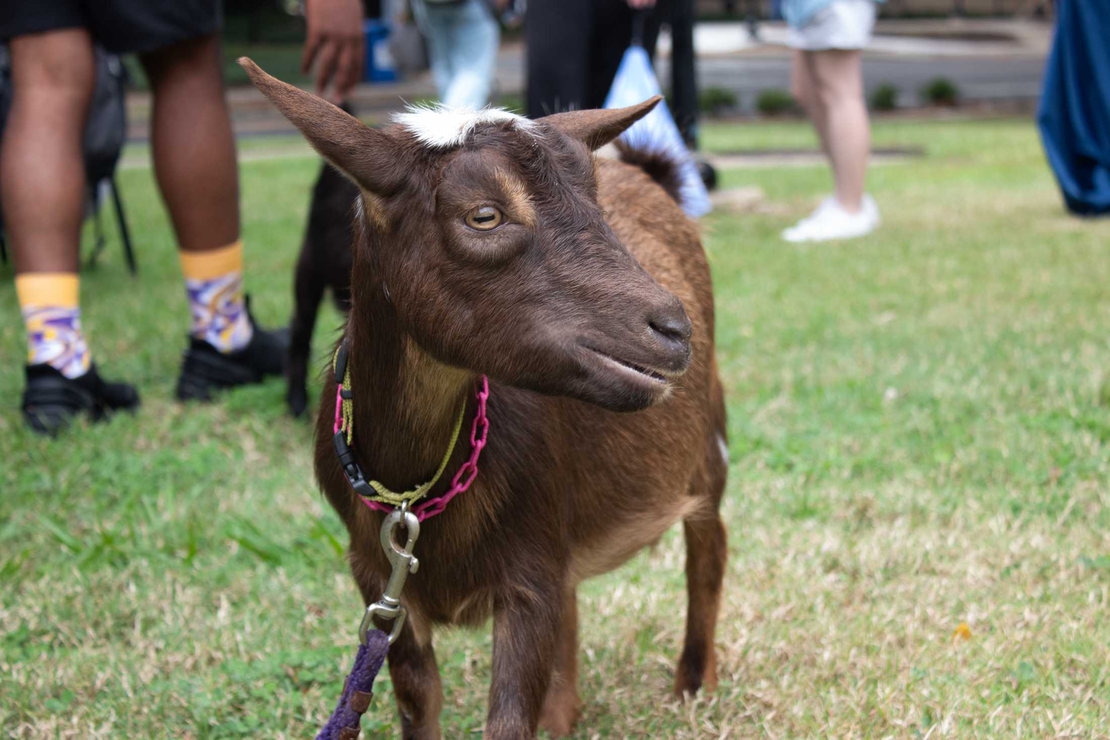 PHOTOS: Goats and Votes