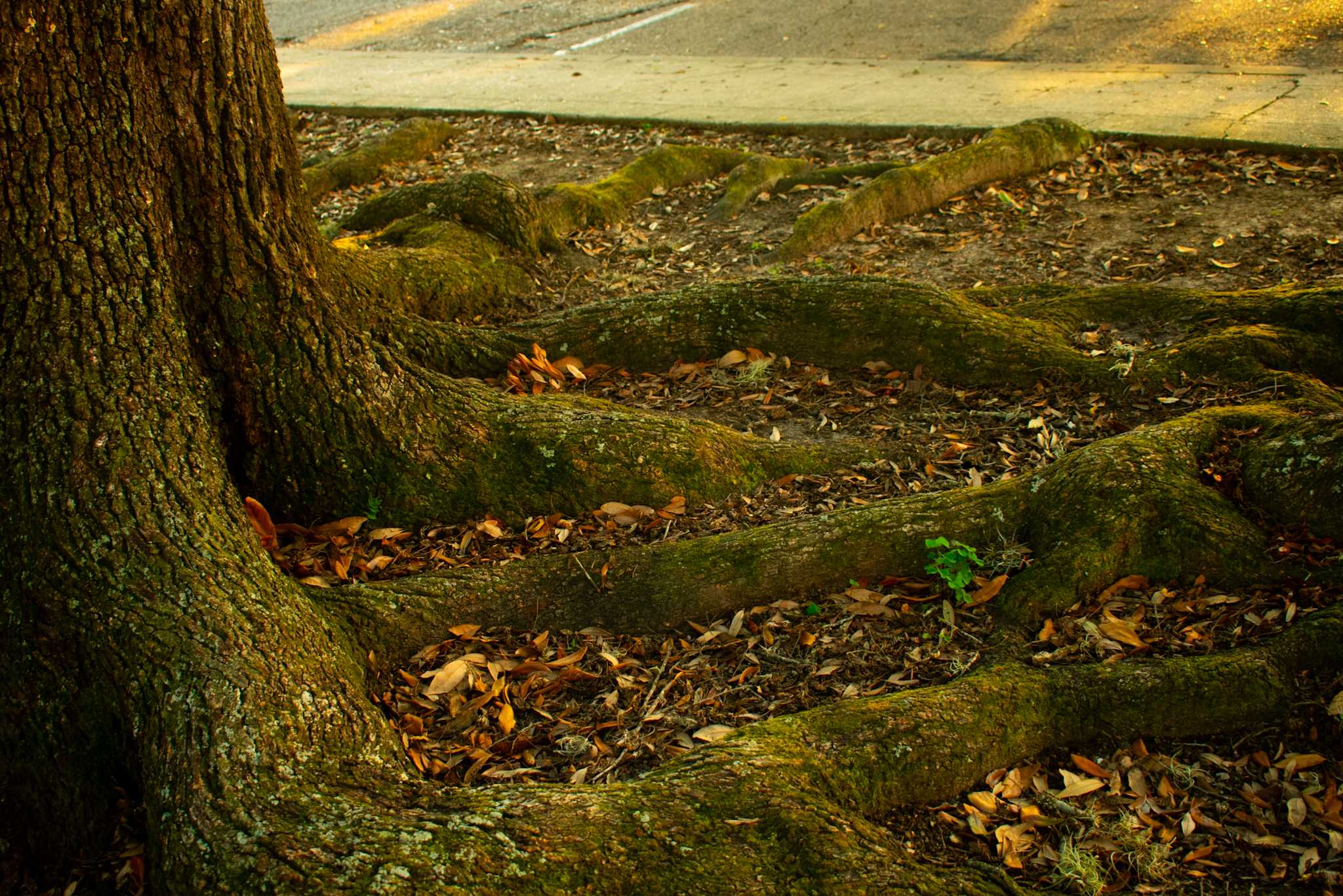 PHOTOS: Fall foliage on LSU campus