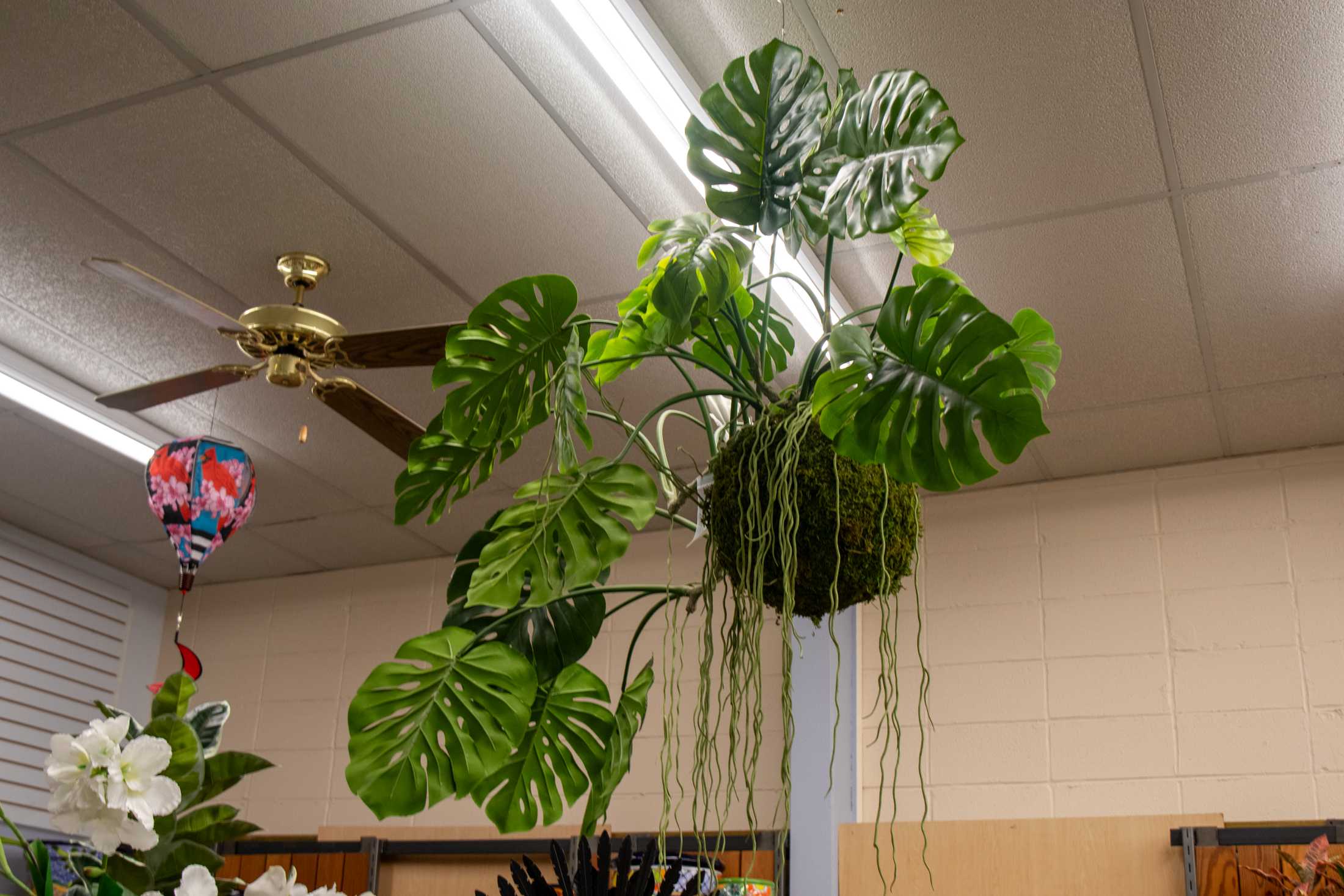 PHOTOS: Plants at the Louisiana Nursery in Baton Rouge