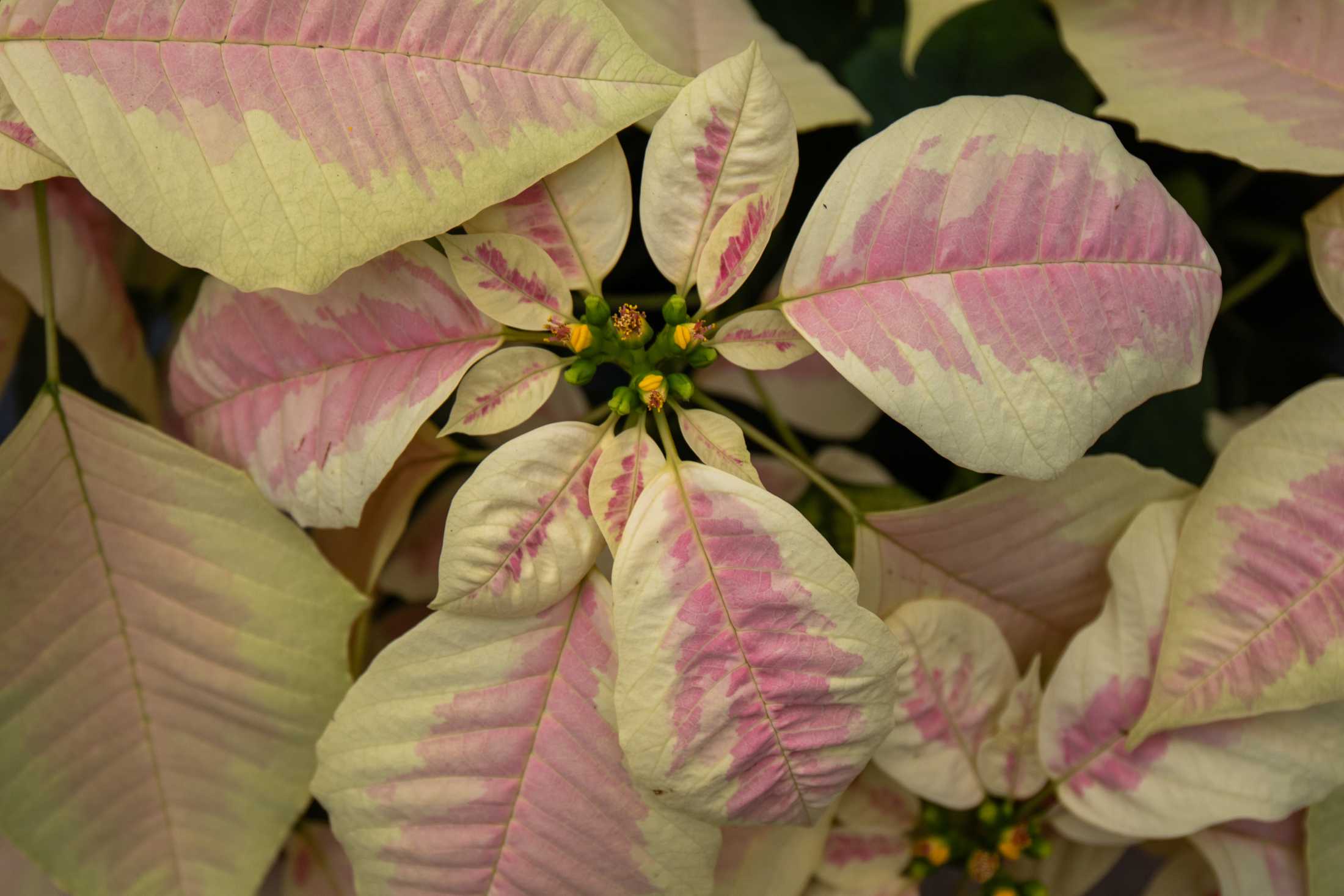 PHOTOS: Plants at the Louisiana Nursery in Baton Rouge