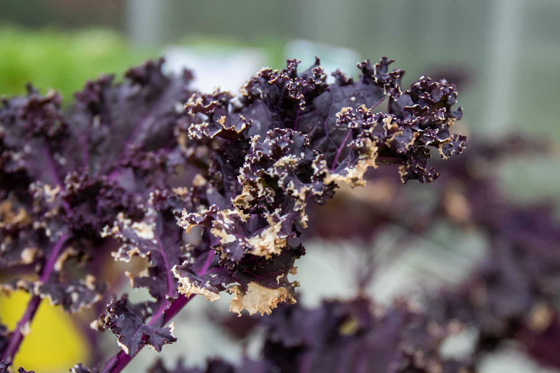 PHOTOS: Plants at the Louisiana Nursery in Baton Rouge