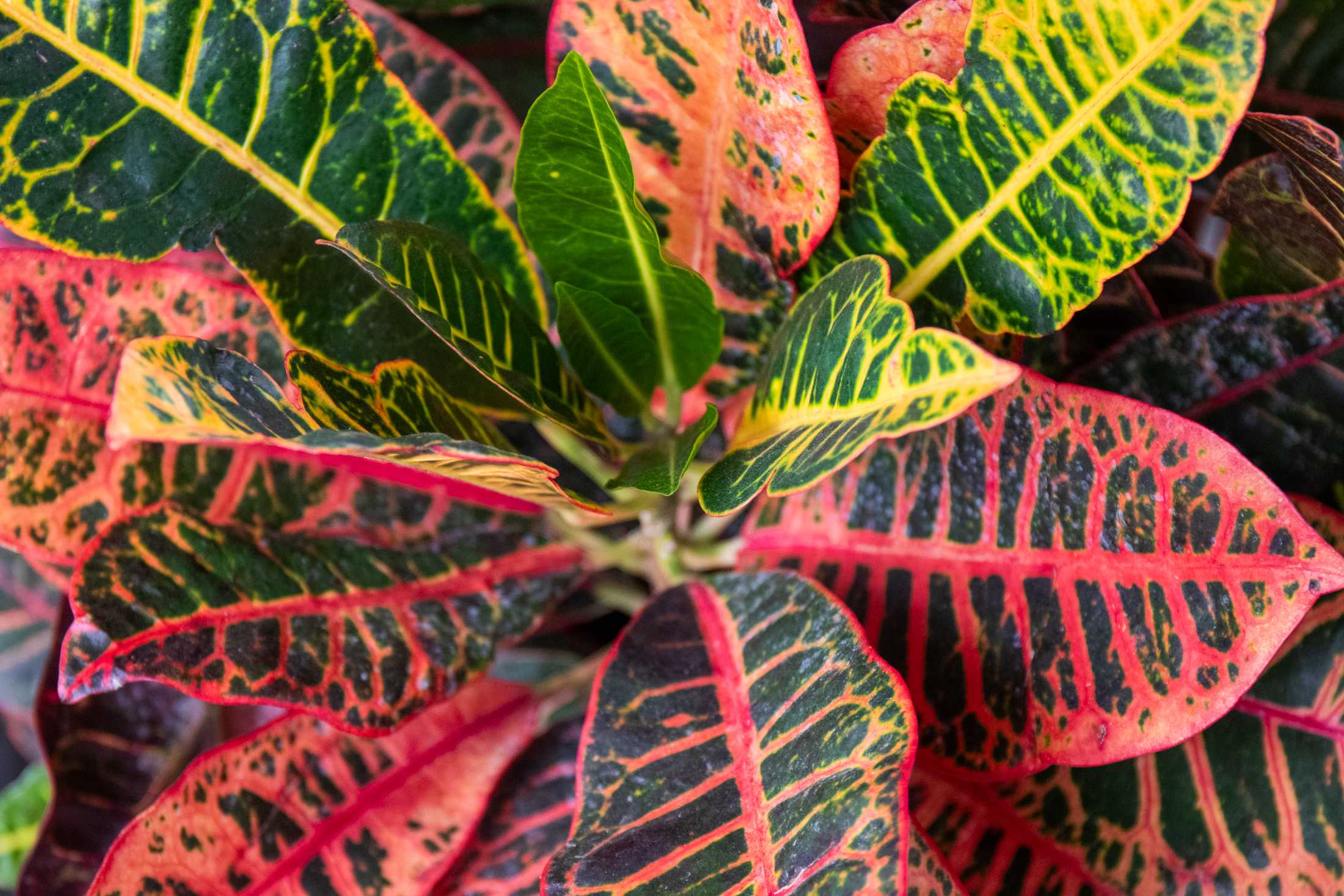 PHOTOS: Plants at the Louisiana Nursery in Baton Rouge