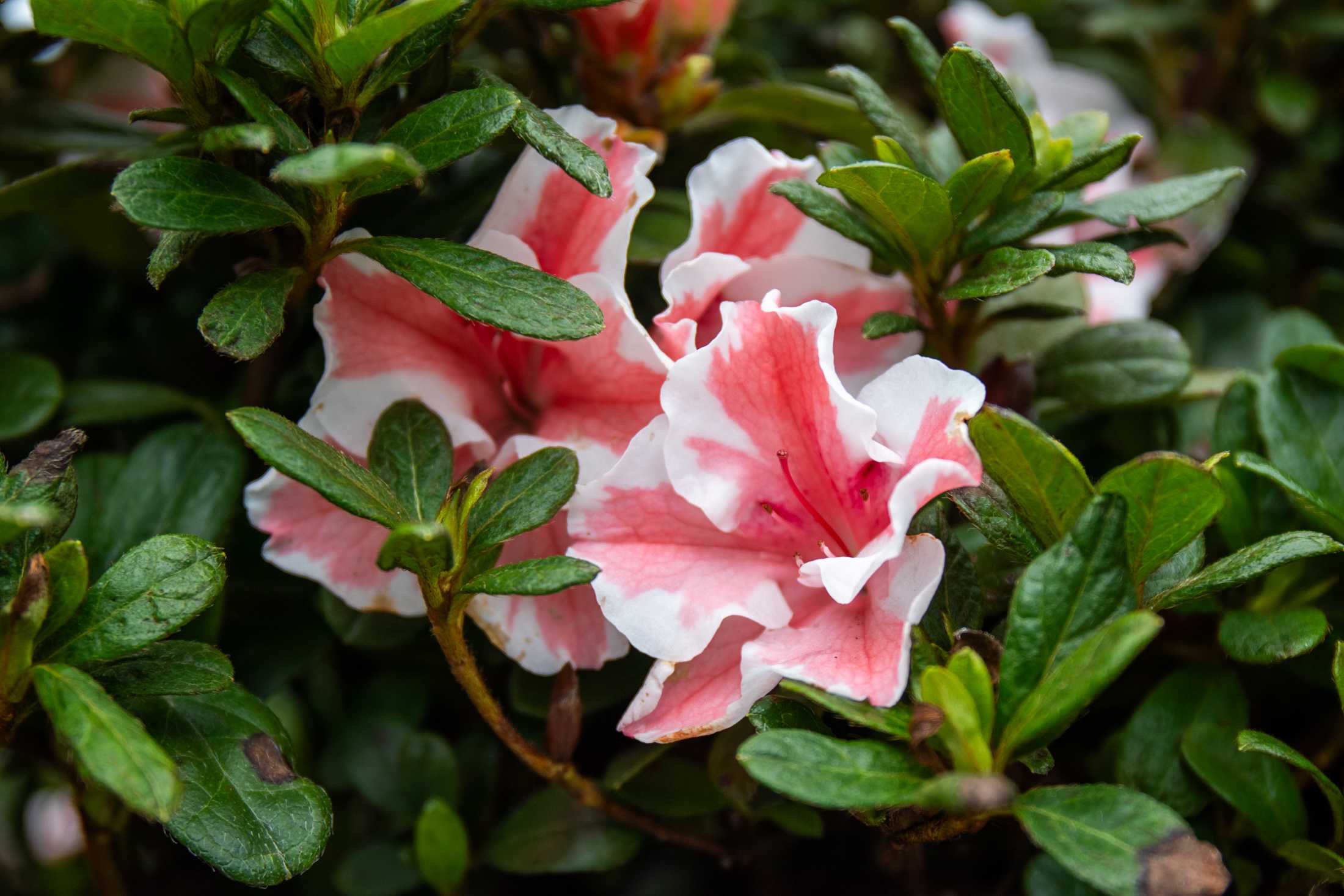 PHOTOS: Plants at the Louisiana Nursery in Baton Rouge