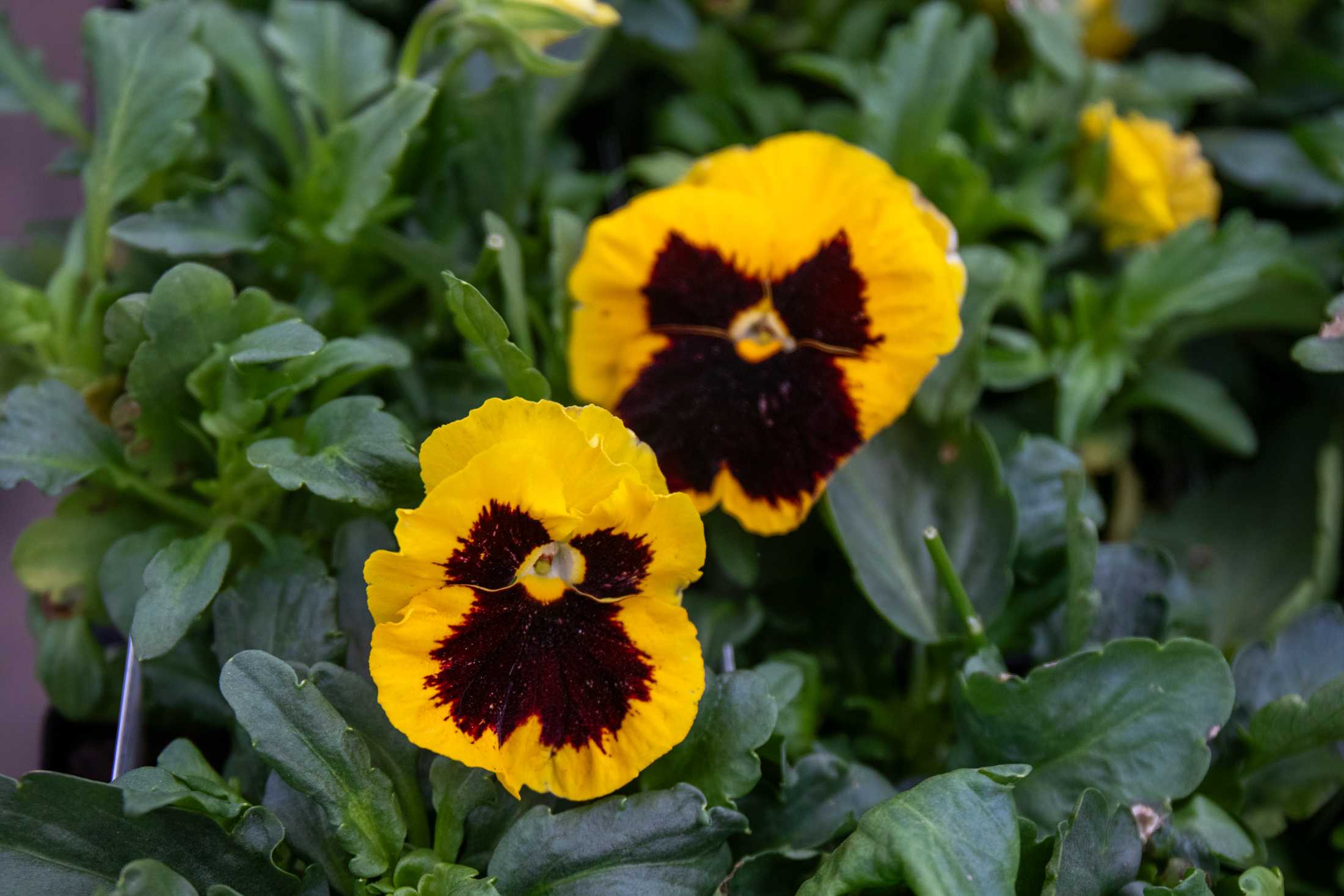 PHOTOS: Plants at the Louisiana Nursery in Baton Rouge