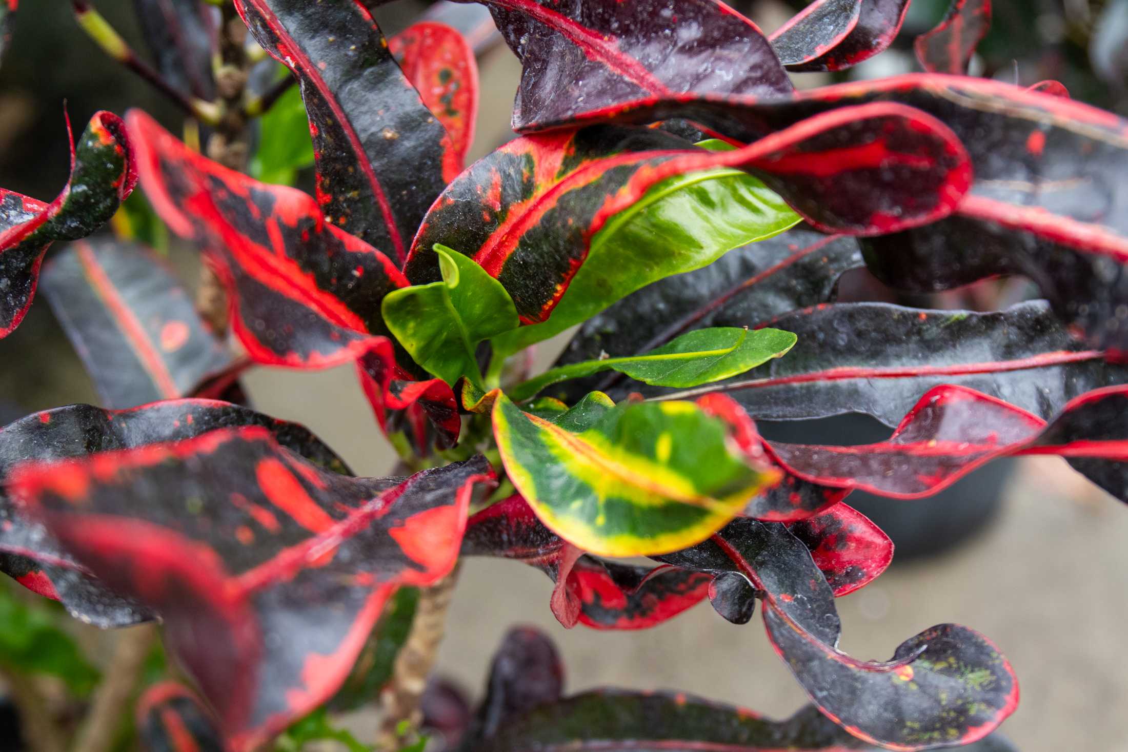 PHOTOS: Plants at the Louisiana Nursery in Baton Rouge