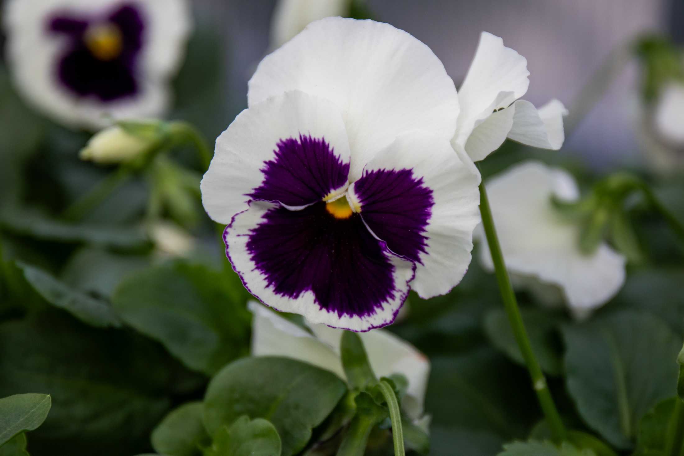 PHOTOS: Plants at the Louisiana Nursery in Baton Rouge