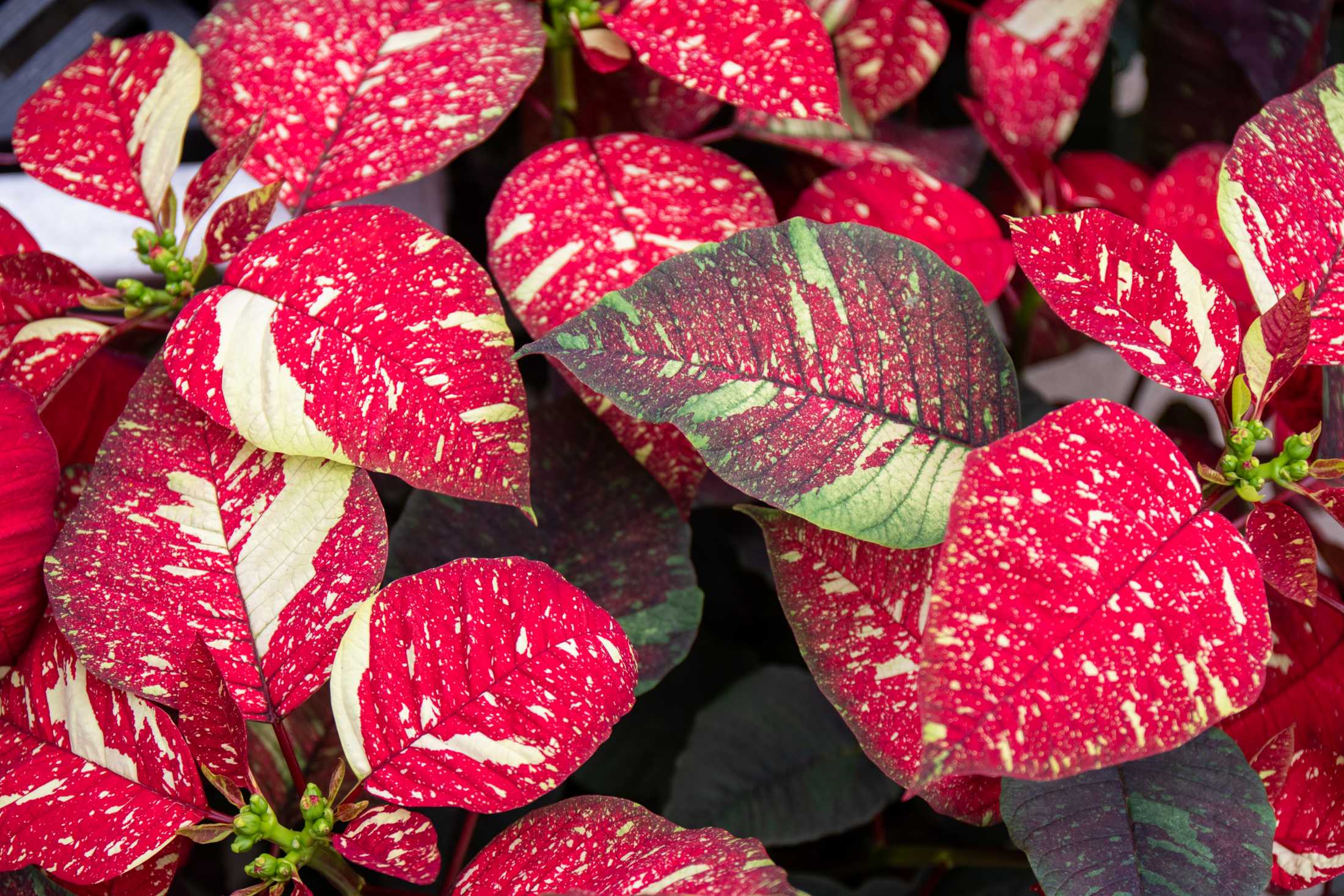 PHOTOS: Plants at the Louisiana Nursery in Baton Rouge