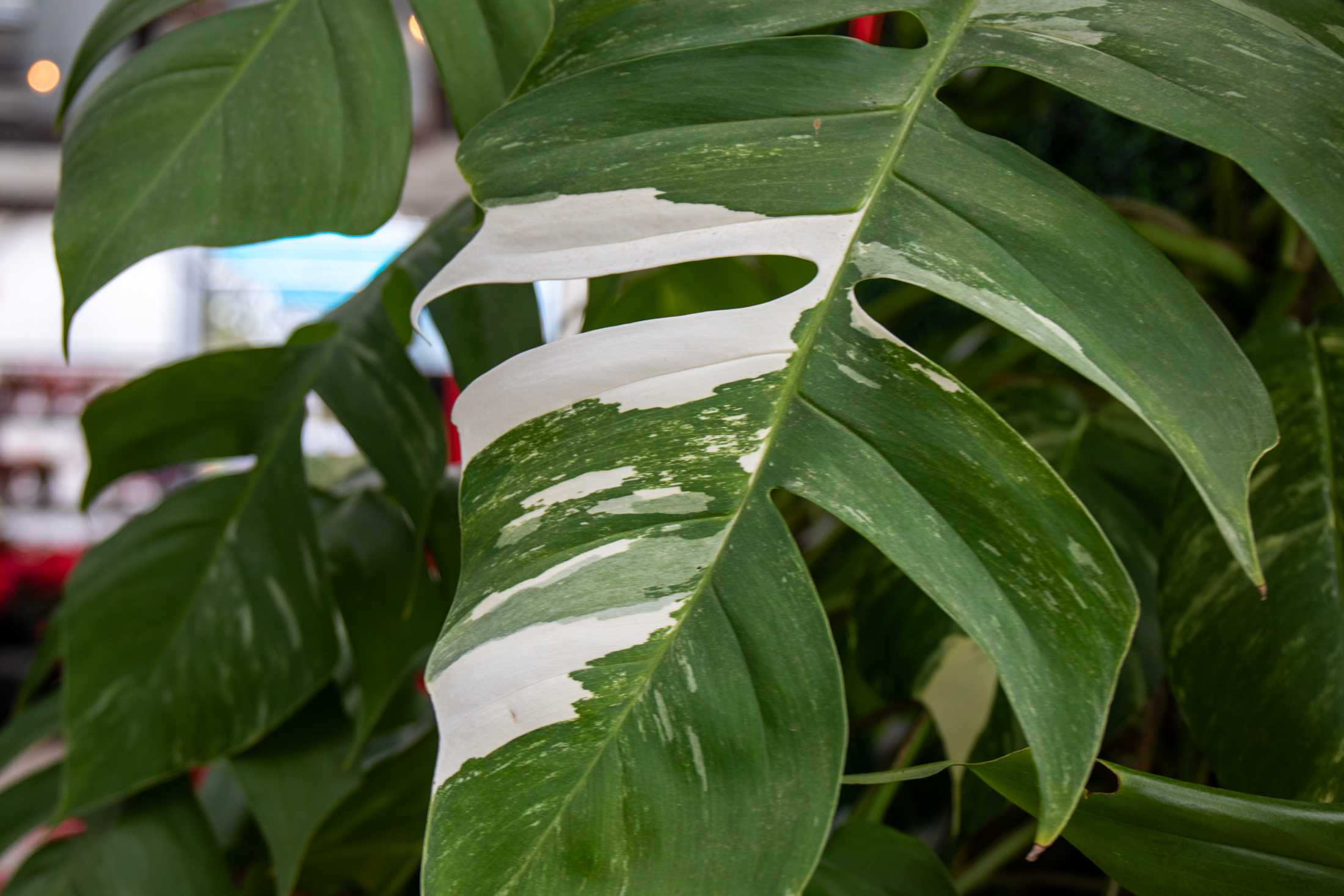 PHOTOS: Plants at the Louisiana Nursery in Baton Rouge