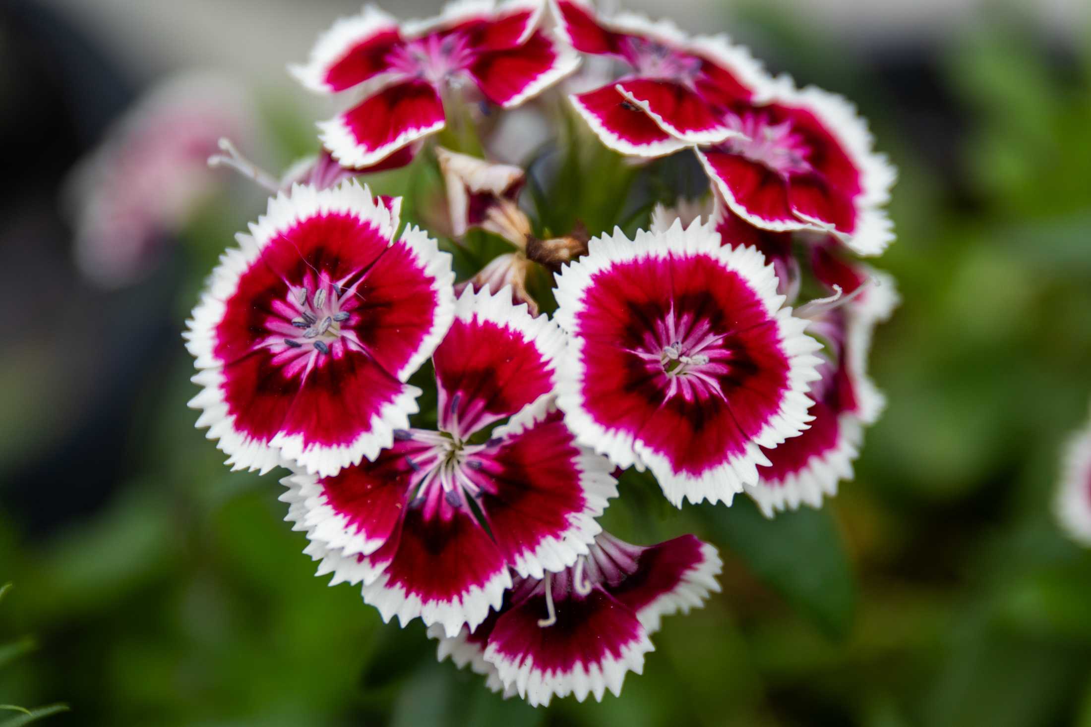 PHOTOS: Plants at the Louisiana Nursery in Baton Rouge