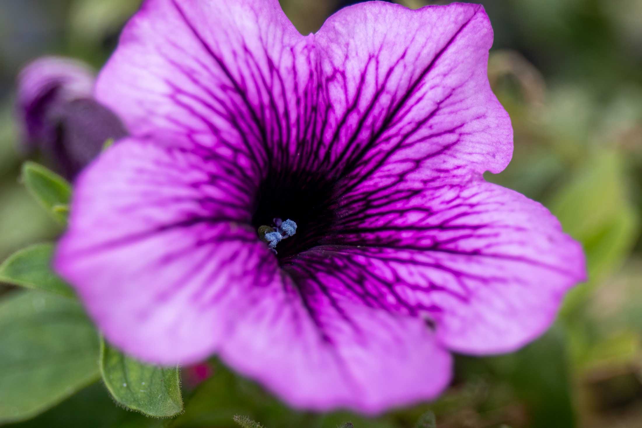 PHOTOS: Plants at the Louisiana Nursery in Baton Rouge