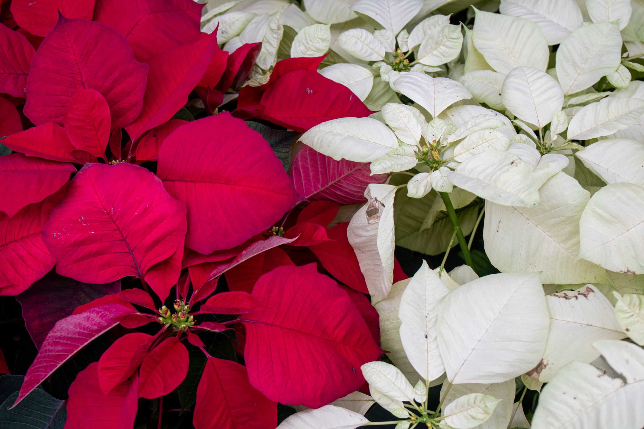 PHOTOS: Plants at the Louisiana Nursery in Baton Rouge