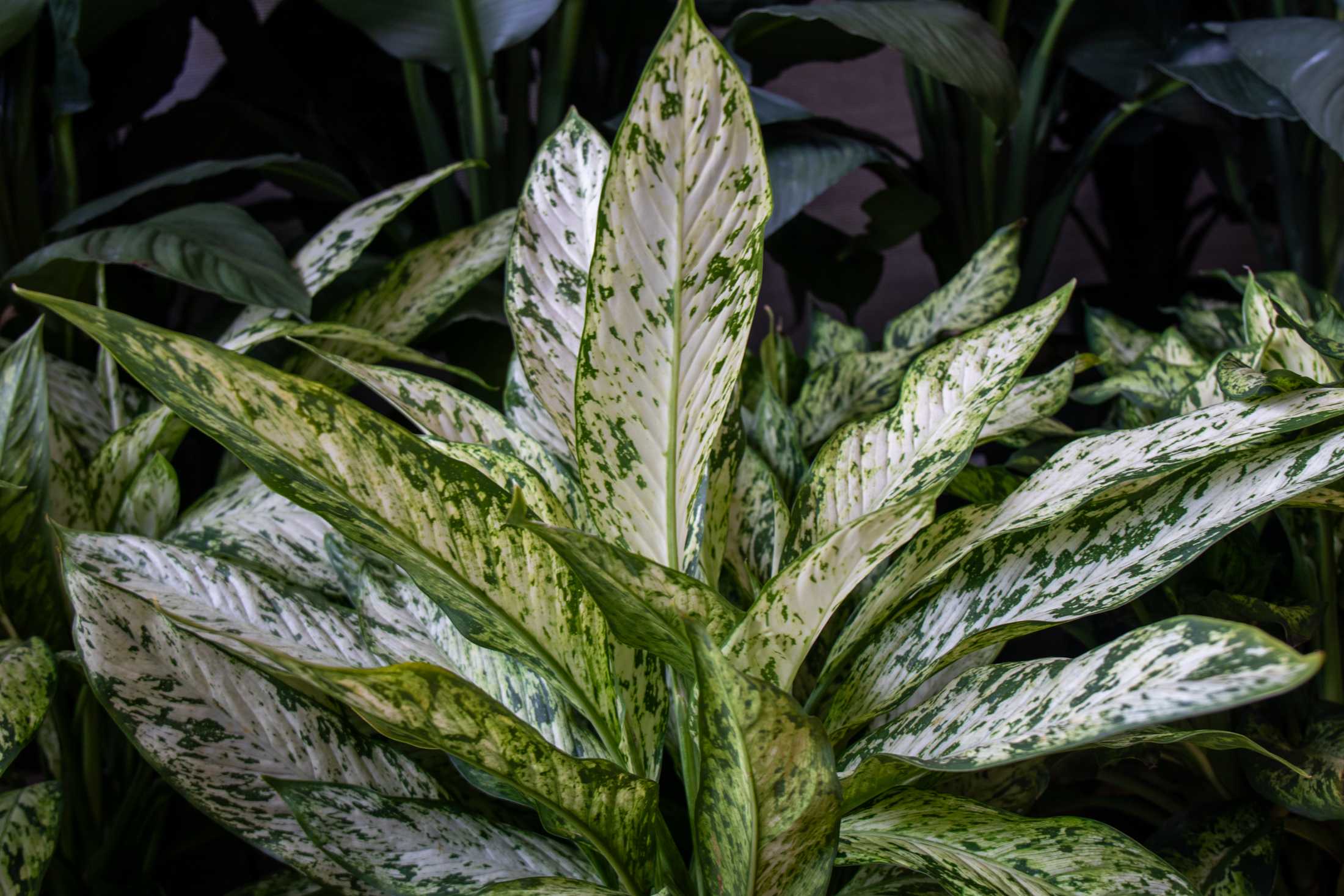 PHOTOS: Plants at the Louisiana Nursery in Baton Rouge