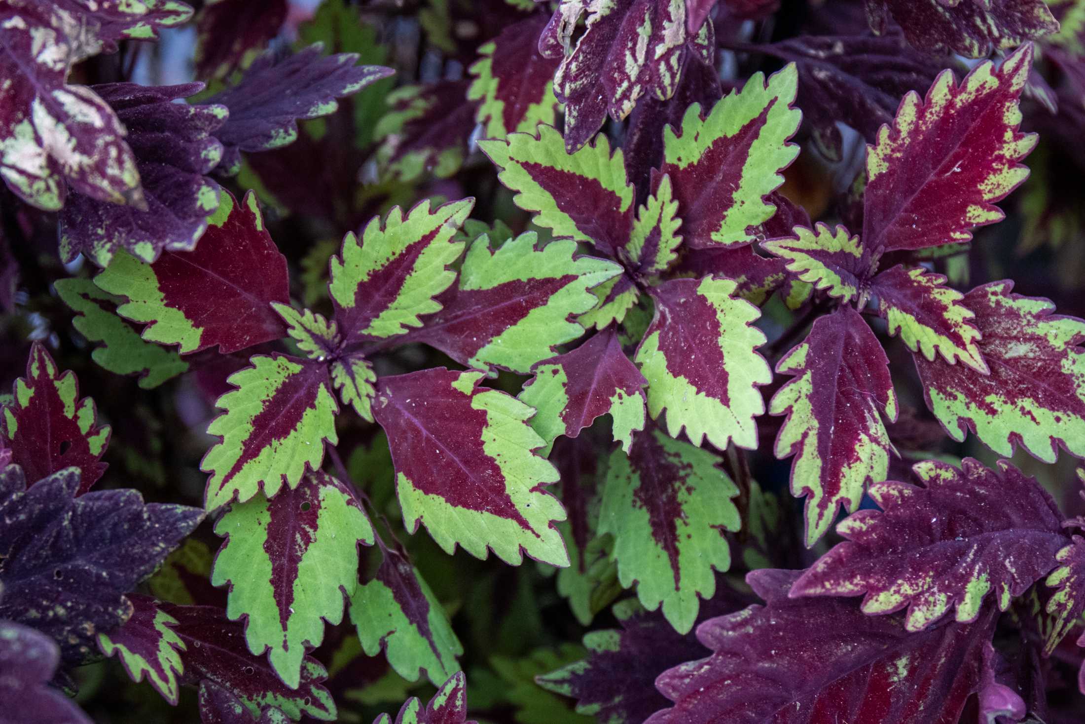 PHOTOS: Plants at the Louisiana Nursery in Baton Rouge