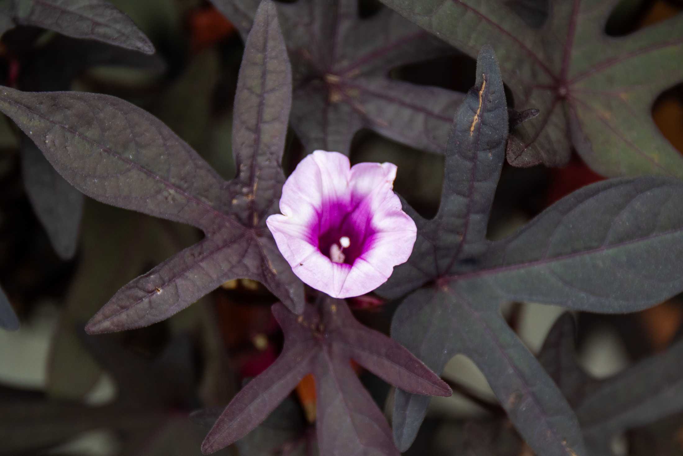 PHOTOS: Plants at the Louisiana Nursery in Baton Rouge