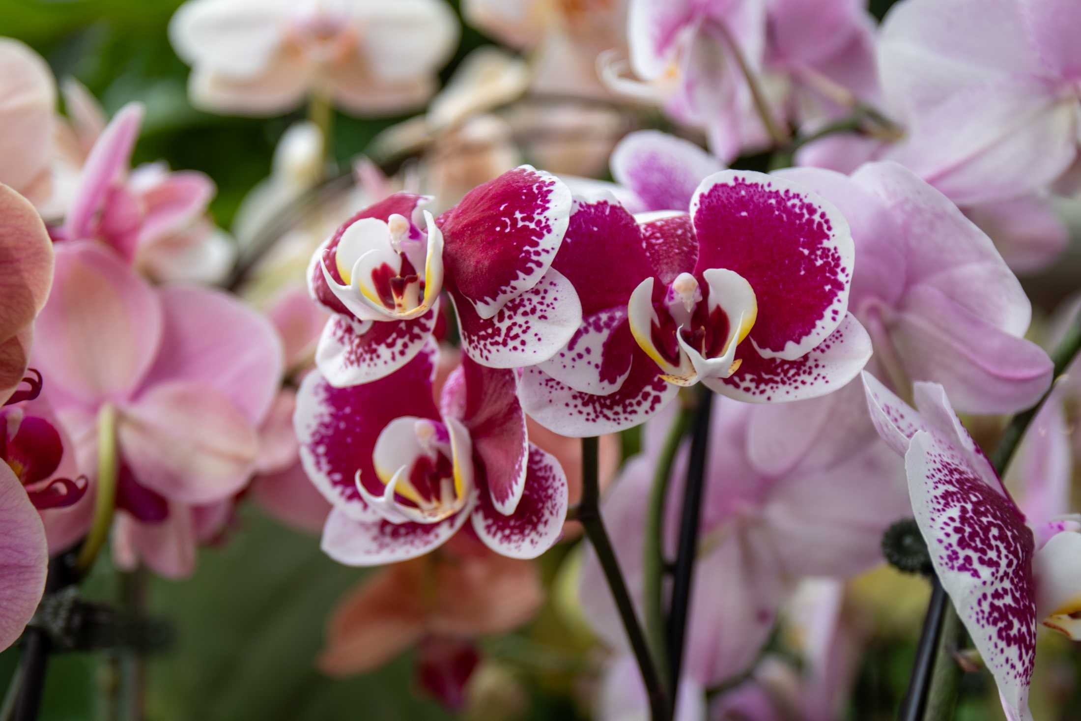 PHOTOS: Plants at the Louisiana Nursery in Baton Rouge