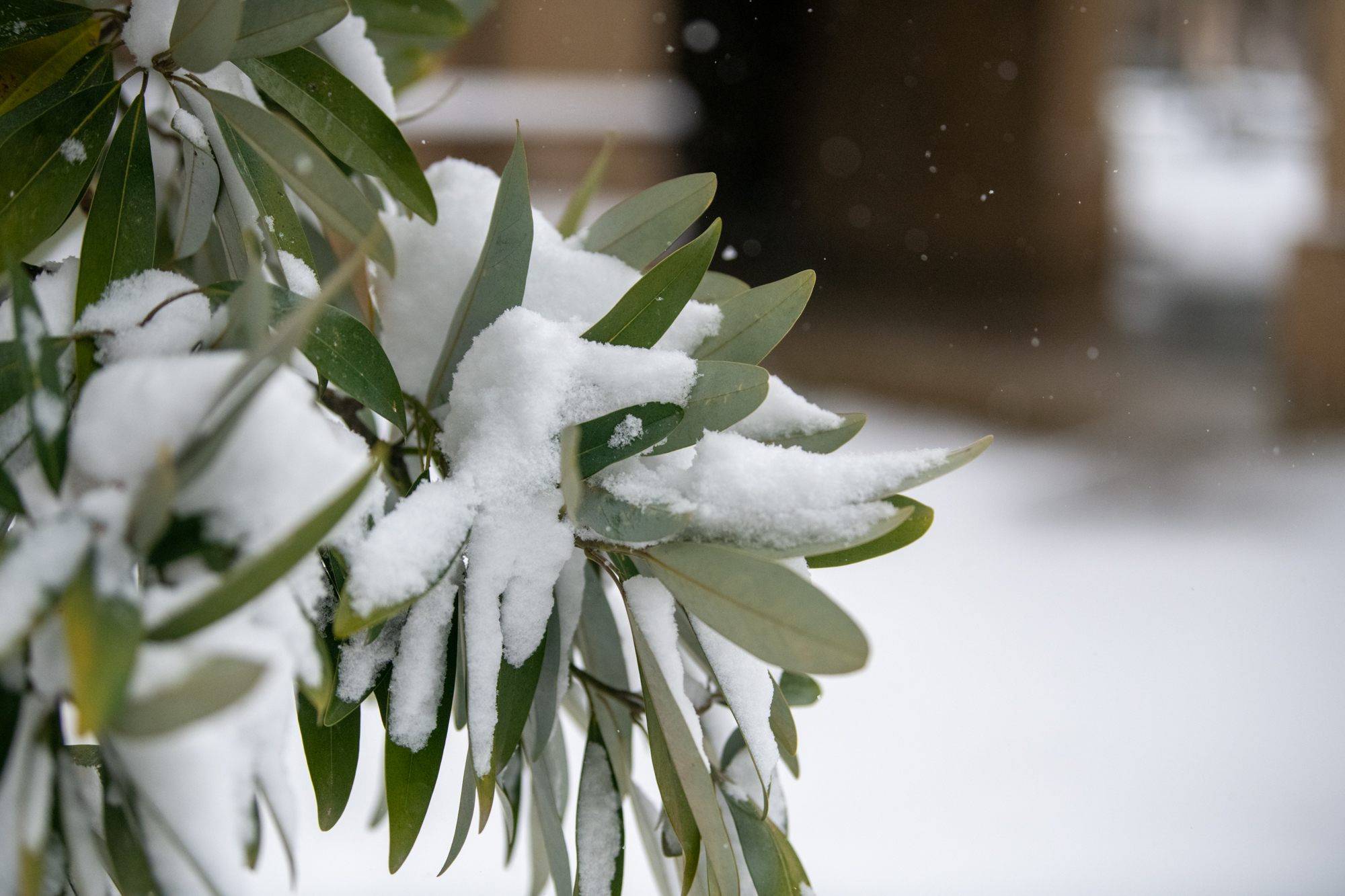 PHOTOS: LSU students enjoy rare snow day