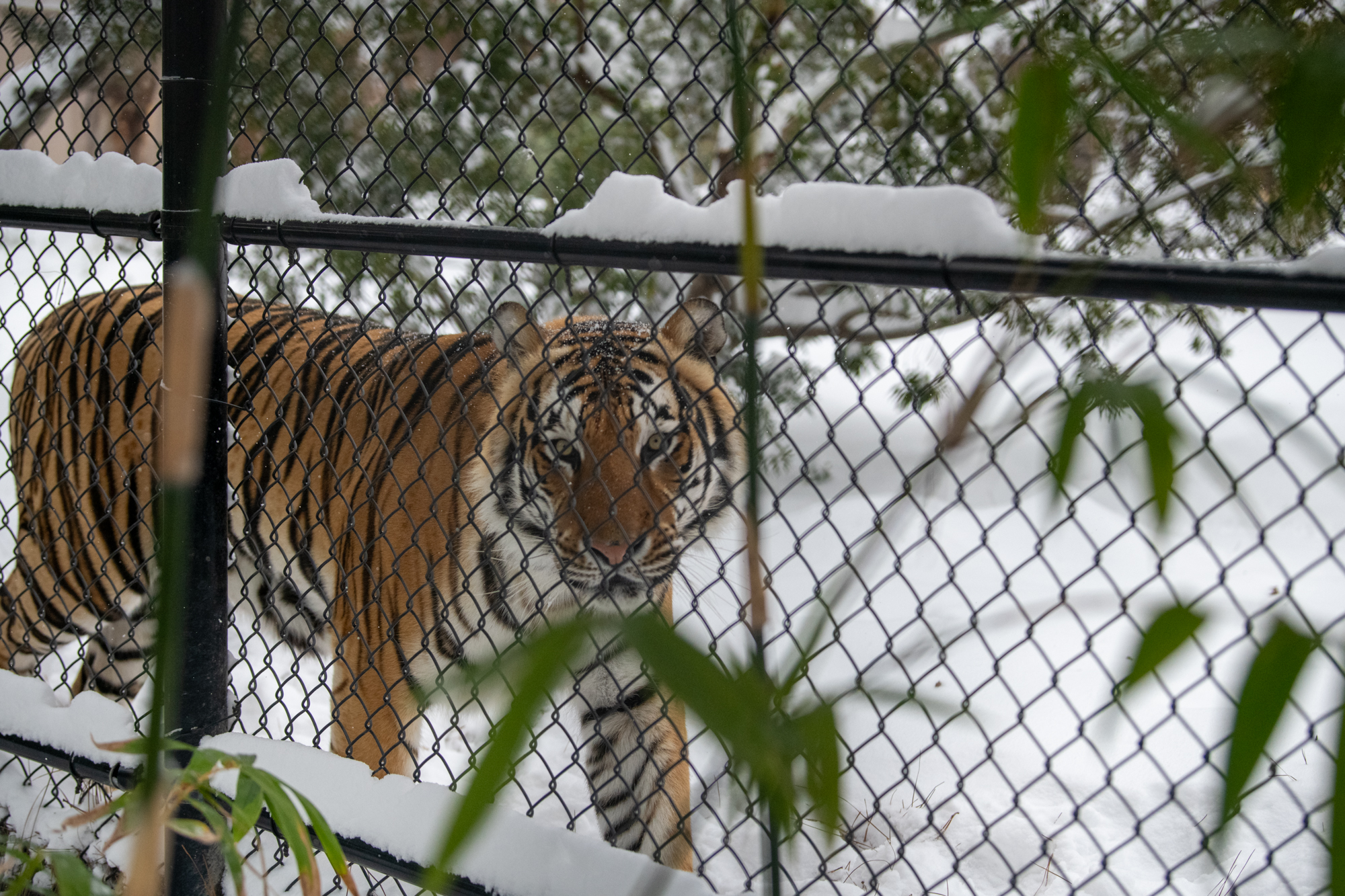 PHOTOS: LSU students enjoy rare snow day