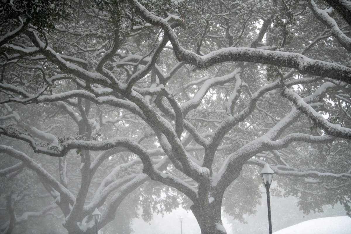 Snow sits on a tree on Tuesday, Jan. 21, 2025, on LSU campus in Baton Rouge, La.