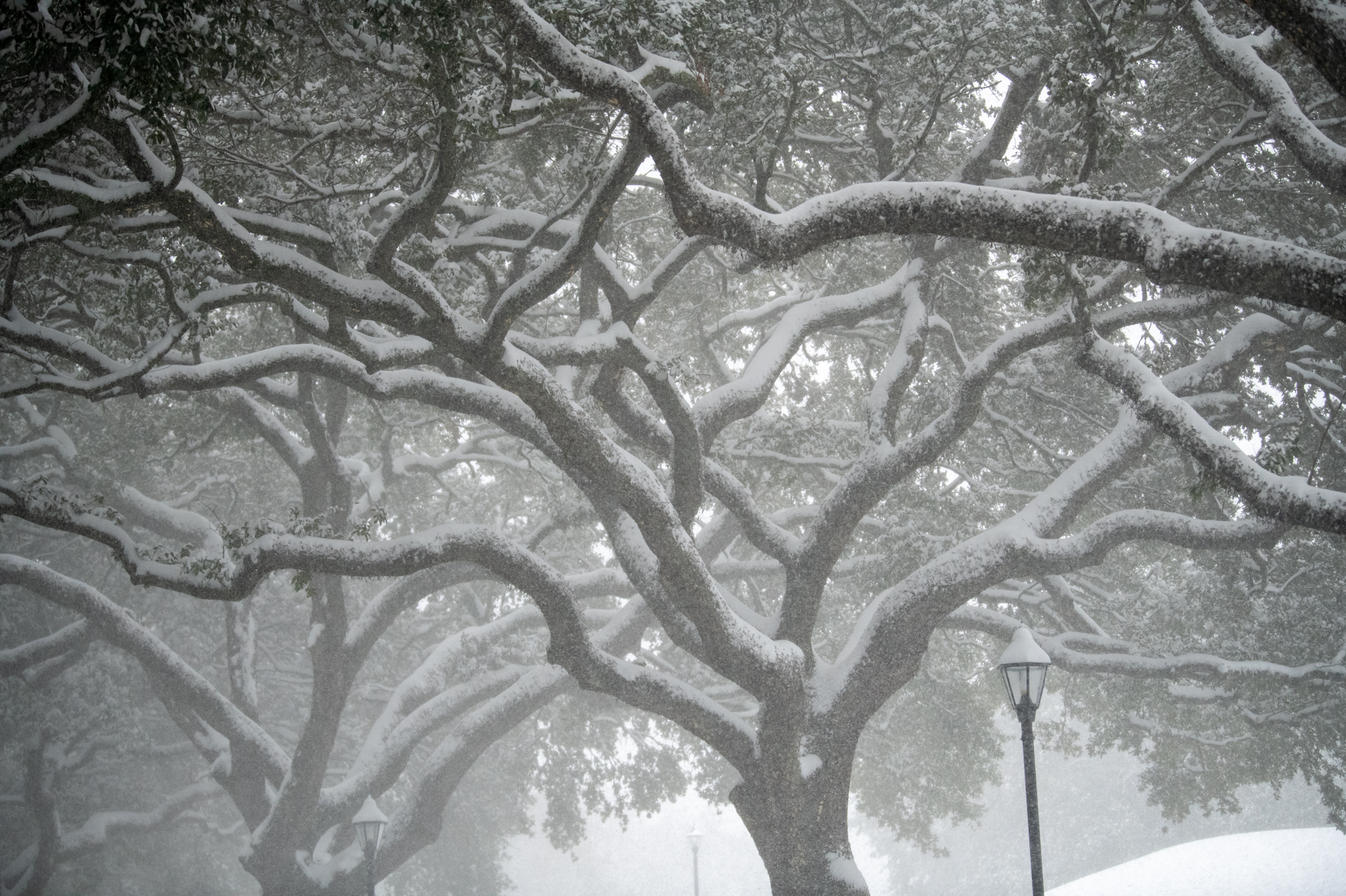 PHOTOS: LSU students enjoy rare snow day