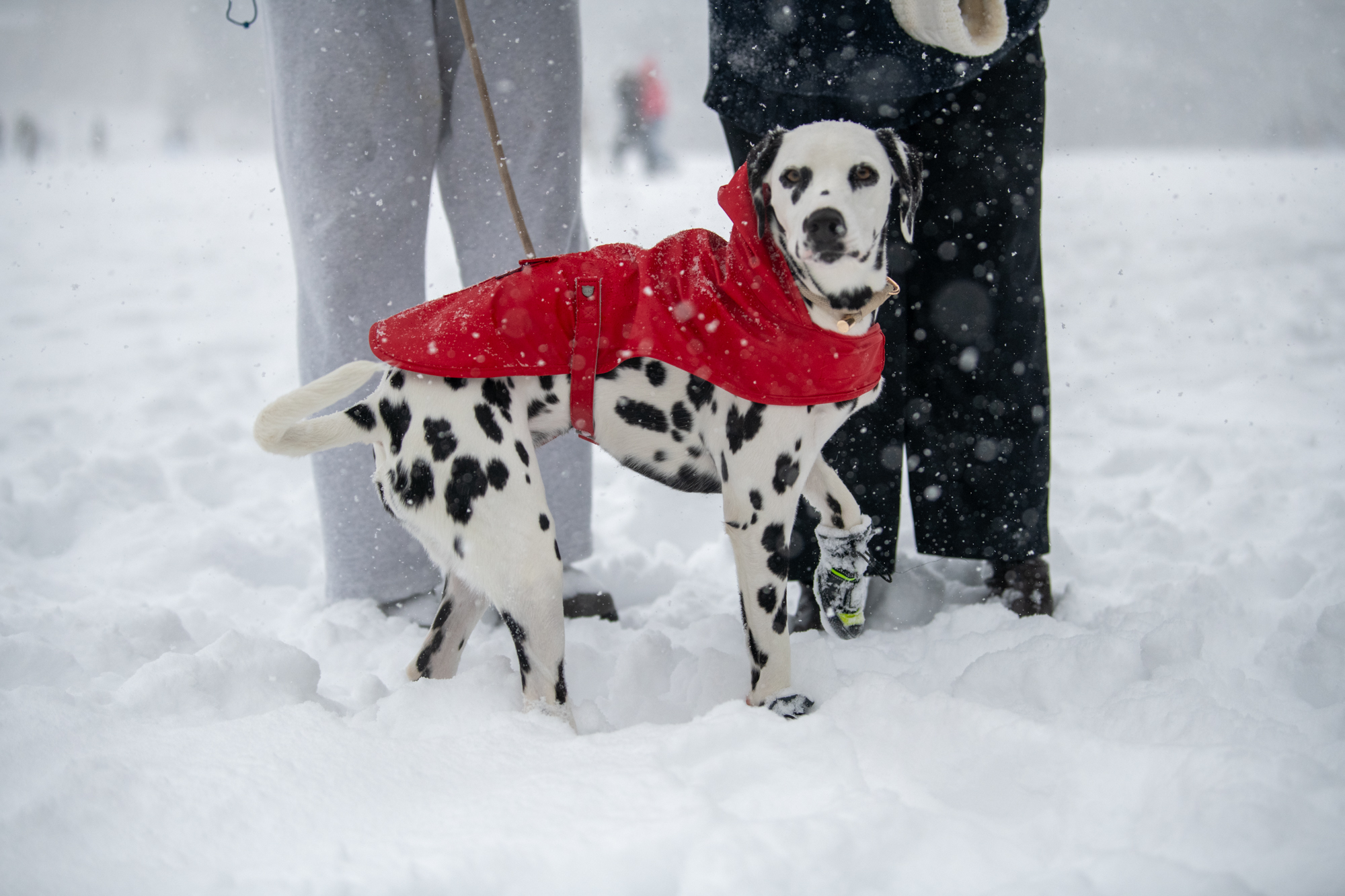 PHOTOS: LSU students enjoy rare snow day