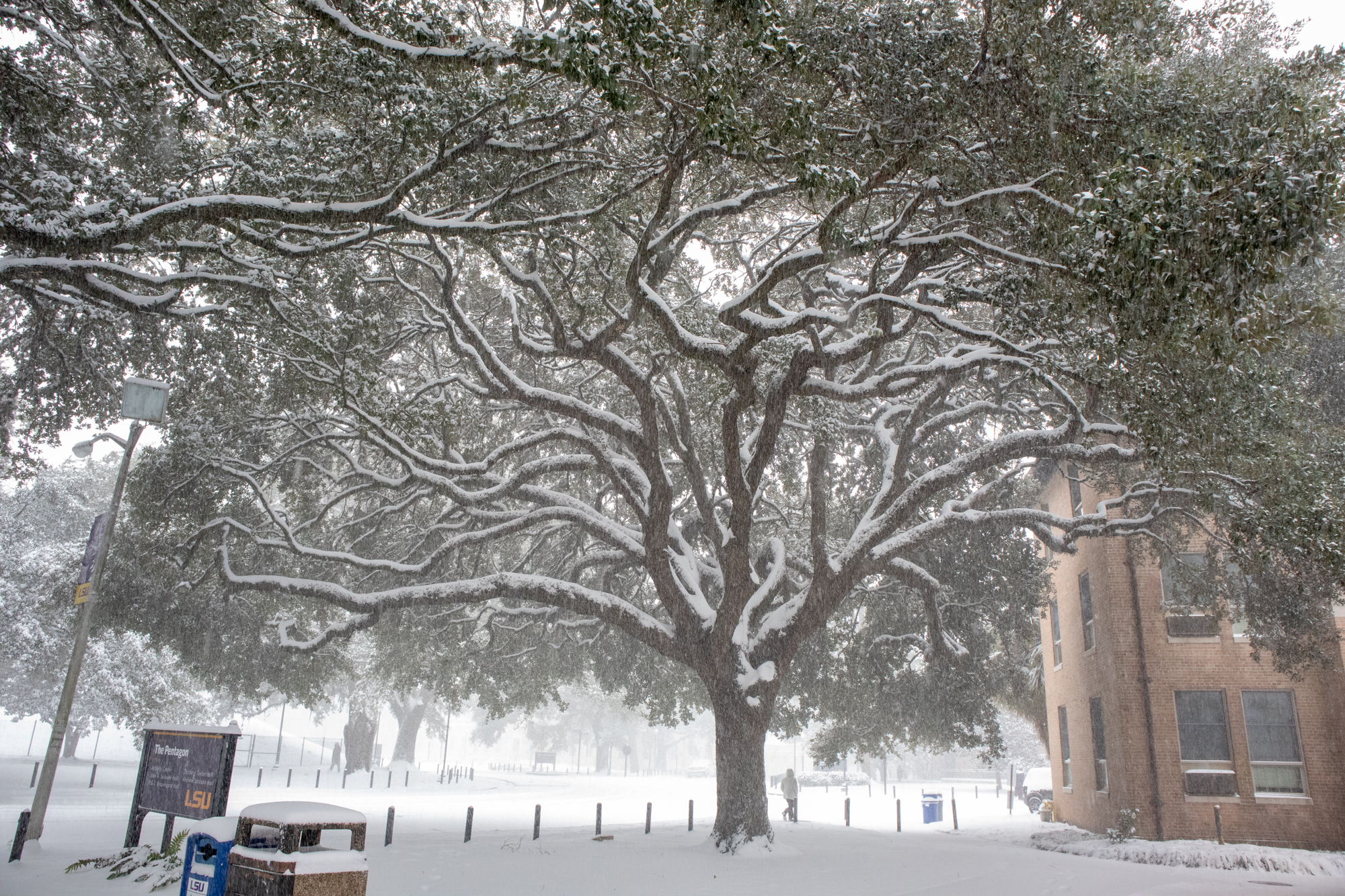 PHOTOS: LSU students enjoy rare snow day