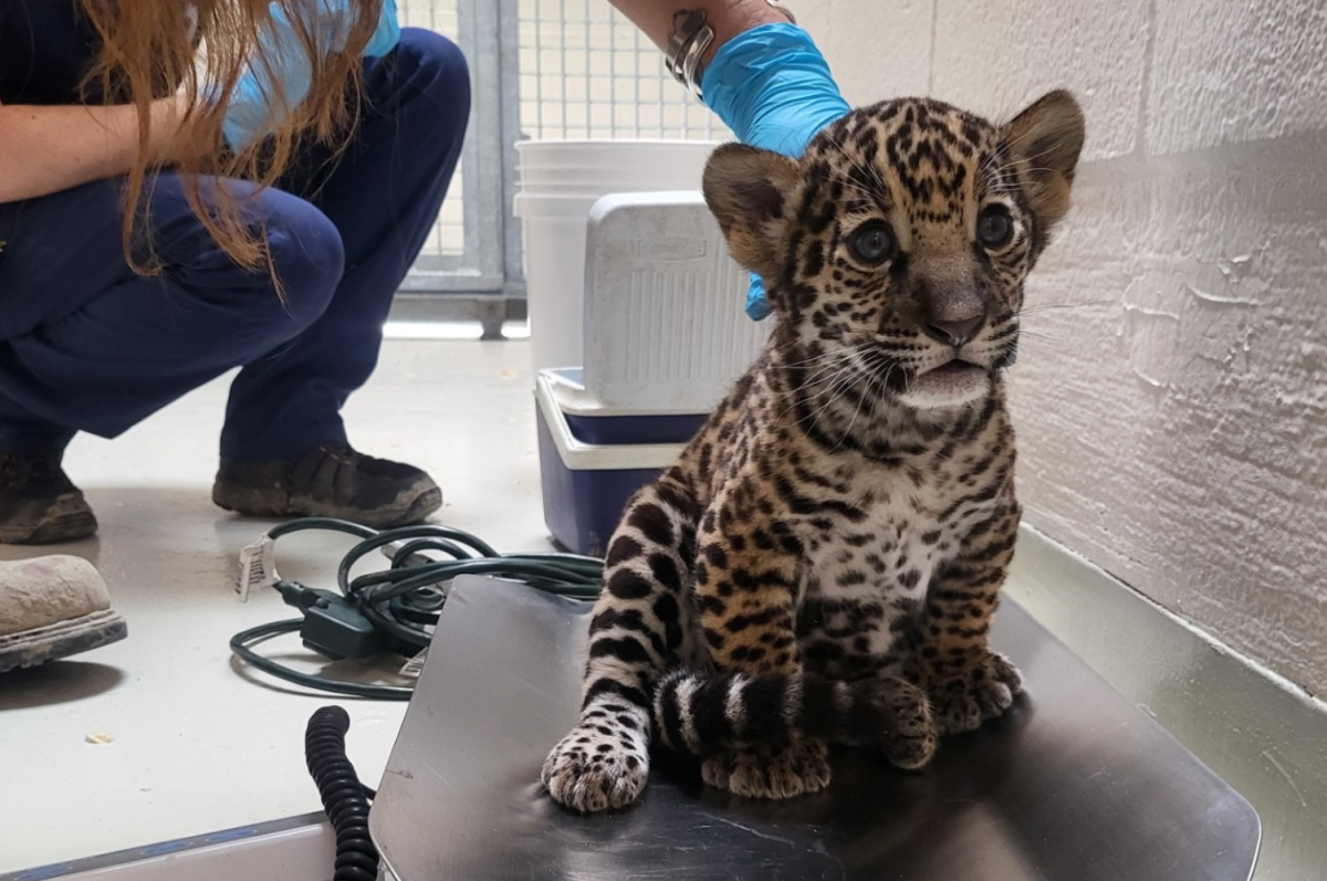 Lacumba III, BREC's Baton Rouge Zoo's first jaguar since the 1990s.