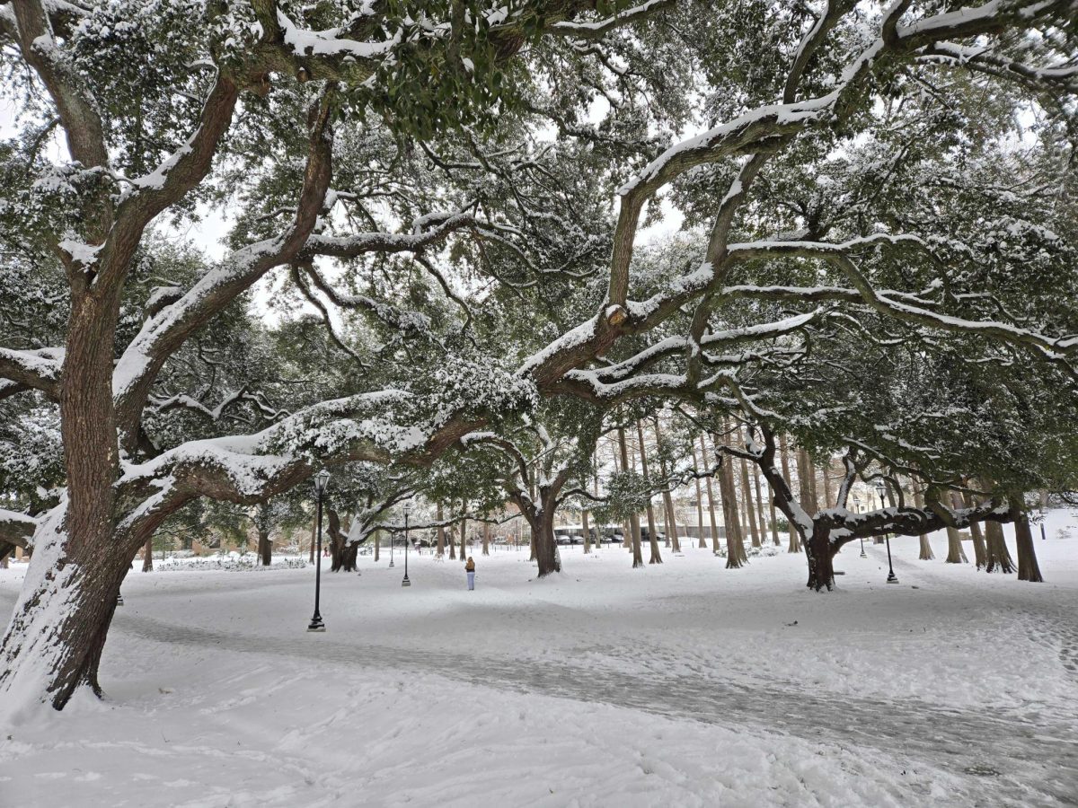 View of trees and a pathway on snow day Tuesday, Jan. 21, 2025, in the Enchanted Forest.