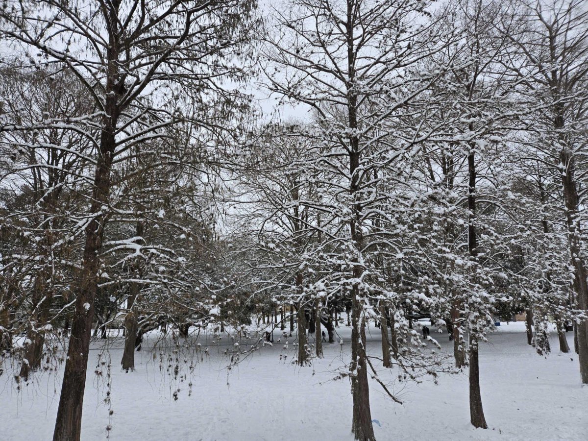 Trees covered in snow on Tuesday, Jan. 21, 2025, in the Enchanted Forest.