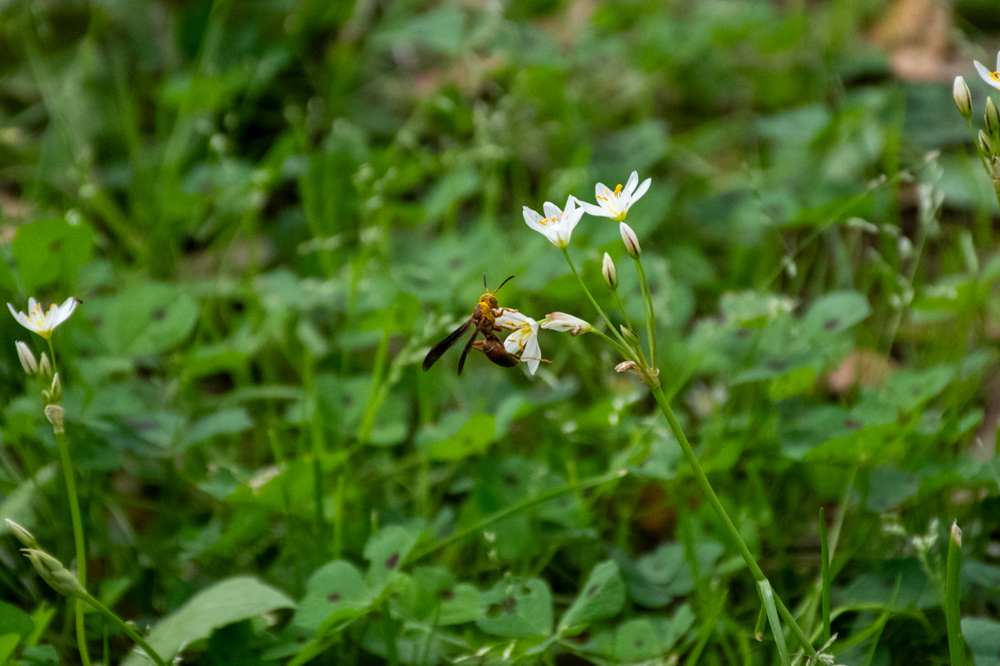 PHOTOS: Spring has sprung on LSU's campus