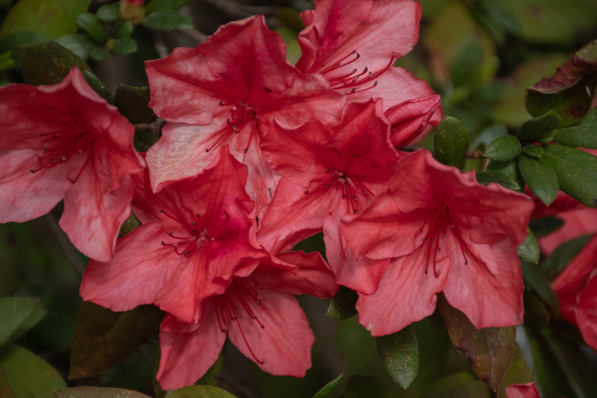 PHOTOS: Spring has sprung on LSU's campus