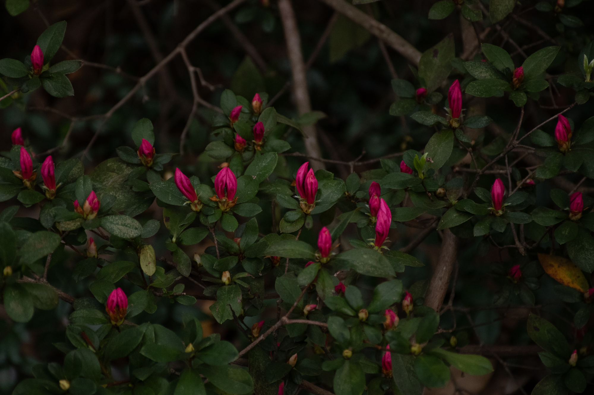 PHOTOS: Spring has sprung on LSU's campus