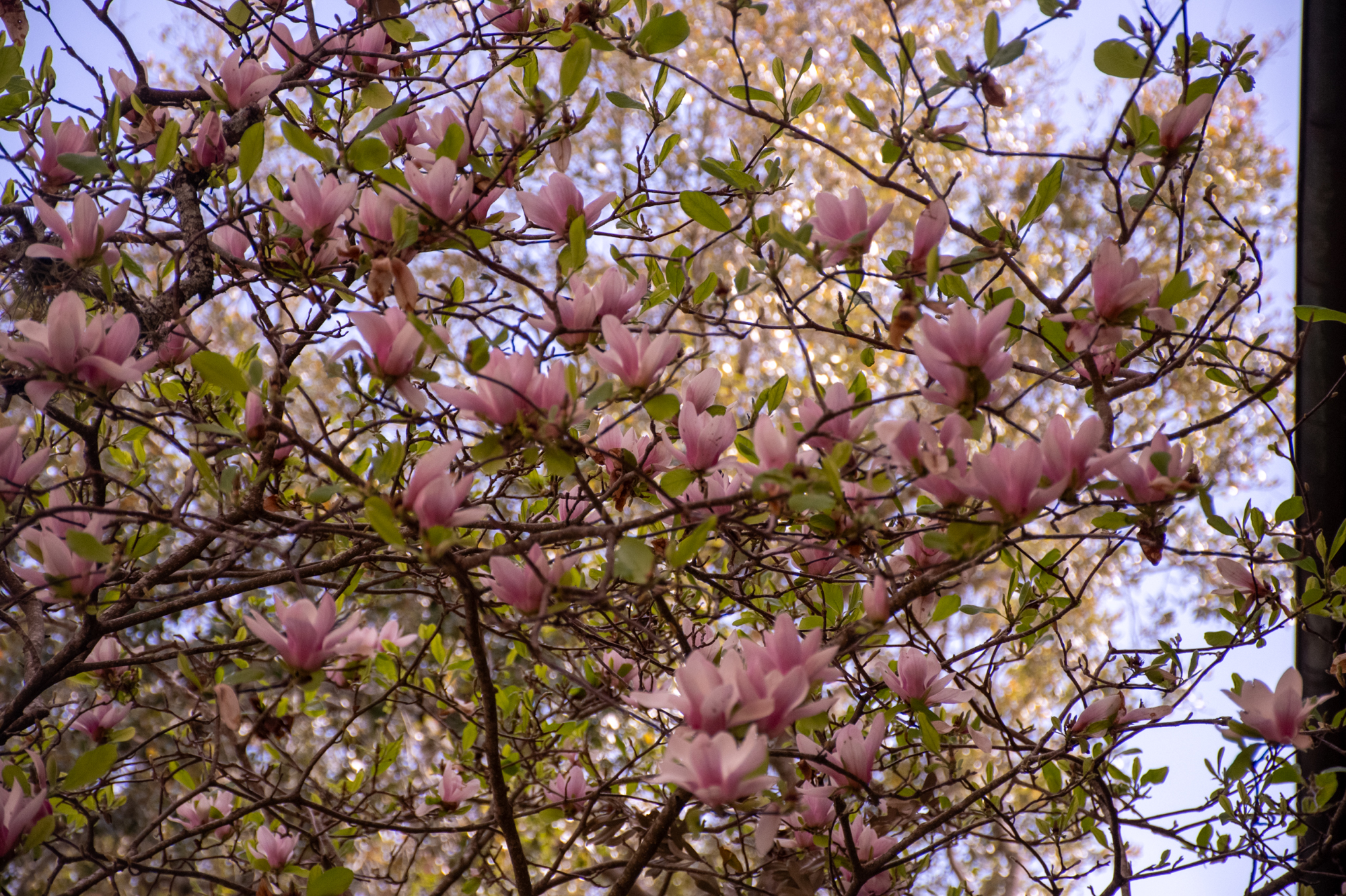 PHOTOS: Spring has sprung on LSU's campus